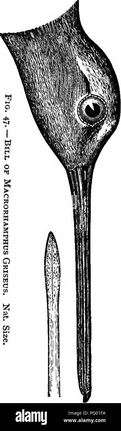 . New England Vogel leben; ein Handbuch von New England Ornithologie: Rev., hrsg. vom Manuskript von Winfrid A. Stearns. Vögel. MACRORHAMPHUS GRISEUS: grau Schnepfen. 199 und Seiten stark Schattiert mit Grauen, Kinn weißlich; die Flanken und crissum mit gewellten, dunkle Flecken oder Bars. Länge) 10,25 i° 7 S ich soweit, 18.00 Uhr; Wing, 5.25-5.90, durchschnittlich ca. 5,60; Schwanz, 2,50; Tarsus, 20-1.55, durchschnittlich 1,35; Bill, 14.00-14.50, sehr variabel. (Die angeblichen Unterschiede der angeblichen Vielzahl M. scolopaceus darüber hinaus gegeben sind.) einen gemeinsamen Frühling und Herbst Migranten. Es wird auch durch die beiden Dr. Brauer als Stockfoto