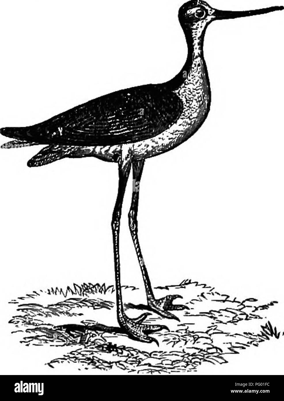 . New England Vogel leben; ein Handbuch von New England Ornithologie: Rev., hrsg. vom Manuskript von Winfrid A. Stearns. Vögel. HIMANTOPUS MEXICANUS: SCHWARZ-NECKED STELZENLÄUFER. 183 Bei diesem Vogel, der wahrscheinlich längsten Beinen gefiederten zweibeinigen im Verhältnis zu der Größe des Körpers, ist ziemlich ähnlich wie die der Säbelschnäbler, soweit es seine Pres-ence in Neu-England. Es ist einfach ein Nachzügler, obwohl es bekannt ist, stattgefunden haben häufiger als der Säbelschnäbler festgestellt worden ist, wie wir gesehen haben, gibt es nur drei annehmbar Aufzeichnungen im Falle des letztgenannten Arten getan zu haben - Stockfoto