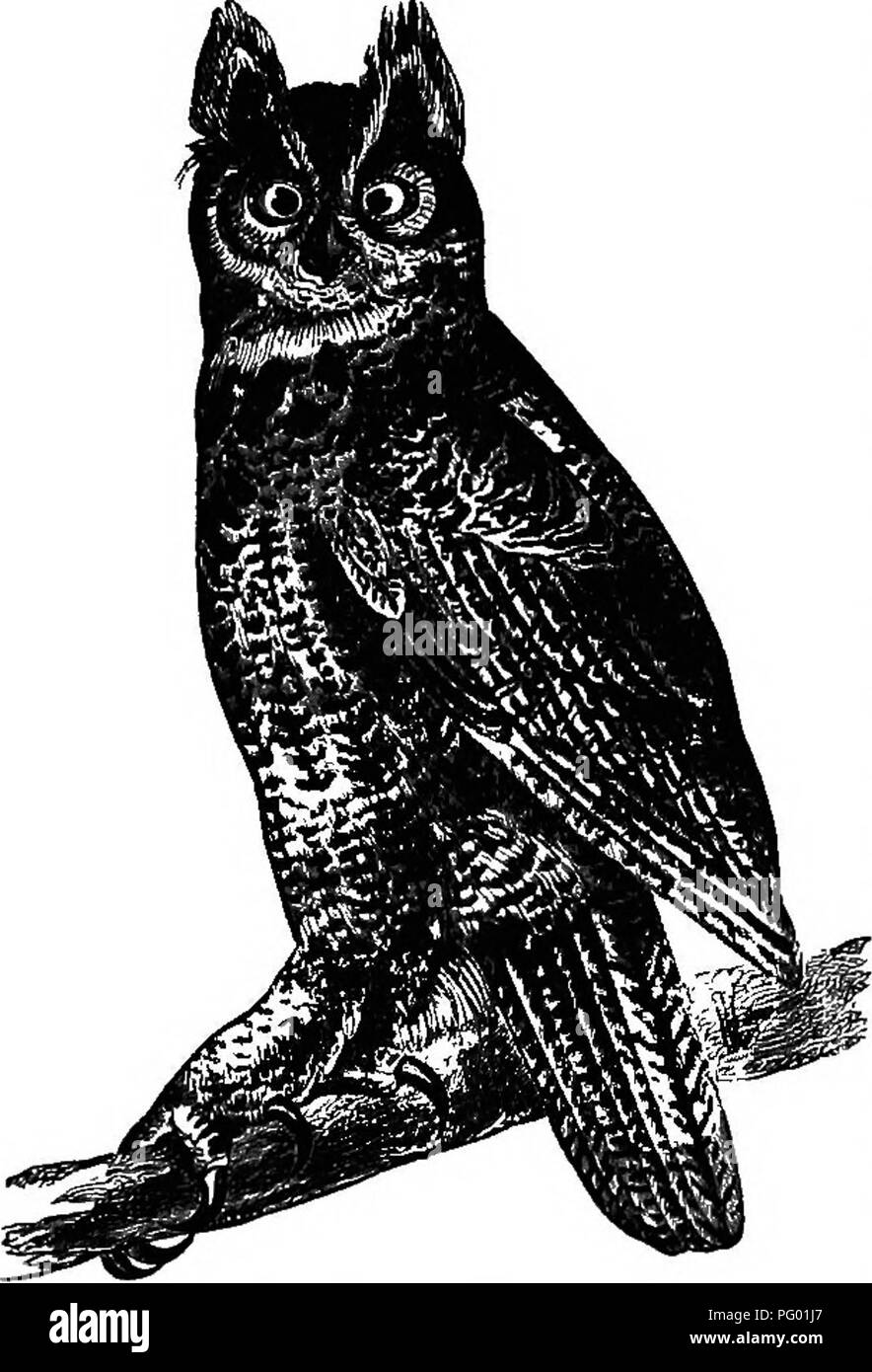 . New England Vogel leben; ein Handbuch von New England Ornithologie: Rev., hrsg. vom Manuskript von Winfrid A. Stearns. Vögel. 88 STRIGID^: Eulen. Seine düsteren hupt einige Baum über die Farm gehört - Haus in Orte, an denen das Holz weg geräumt haben; während seine gelegentliche Überfälle auf das Geflügel Hof sind nur zu gut bekannt. Kein Nest ist in der Regel con-structed: die Eier in die Mulde eines Baumes oder in der felsspalte von Gesteinen, die oft in der verlassenen Nest einer Hawk, die gepatcht ist, und sehr früh in der Saison - im Februar oder März, selten, wenn überhaupt später als April. Zustand - Stockfoto