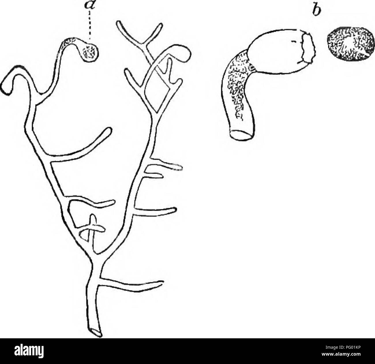 . Die Grundsätze der Botanik, wie in der cryptogamia veranschaulicht. Für die Nutzung der Schulen und der Hochschulen. Kryptogamen; Anatomie; 1853. Entwicklung und Funktion der Zellen. Abb. 18. 45. 52. Pflanzen, die aus einer Reihe von Zellen. - In diesem Fall die Zelle wird durch Division mit Sub-sequent Erweiterung, die nur in eine Richtung nimmt Kombinierte multipliziert. Eine Zelle zunächst länglich ist, und eine Partition ist zu sehen in der Mitte, durch die es in zwei Zellen aufgeteilt wird; eine dieser Zellen wieder verlängert, und ist wieder in einer ähnlichen Weise unterteilt; auf diese Weise wird eine Anlage bestehen produziert Stockfoto