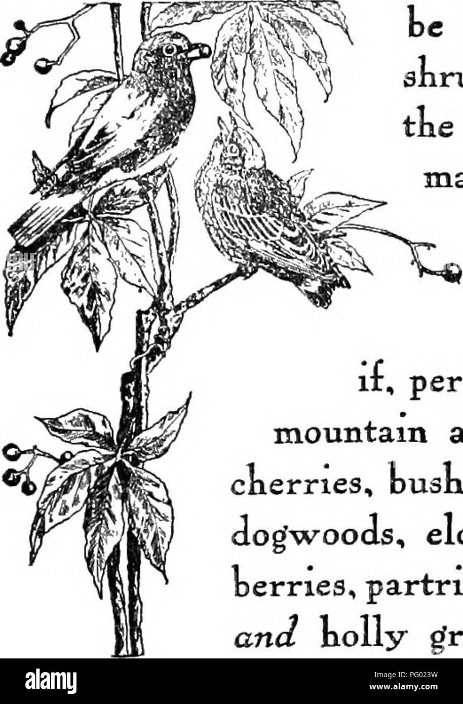 . Vögel und Beeren im Garten meiner Großmutter. Vogel zieht; Vögel; Beeren. Vögel 6^ Bluebird XLe sanfte blueDird, true kartinger des Frühlings, Re - Schaltet nach Nis Sommer hom. e so früh m der Jahreszeit tnat von - 10 Die einzige palataole Essen zu DC auf gebaut ist die getrocknete Ana geschrumpften Obst tLat noch klammert sich an tne Difier - süß, Wacholder und Su-Mac. Tke Garten m - die Diese aftractive snruDS werden gepflanzt ist sicher, hartor Drosseln im März ana. April, und wenn percnance, es gibt Maulbeeren, Berg Bäume bitten, rote Zedern, ckoke ckerries, kusk Cranberries, Virginia Creeper, Hartriegel, Holunderbeeren, Stockfoto