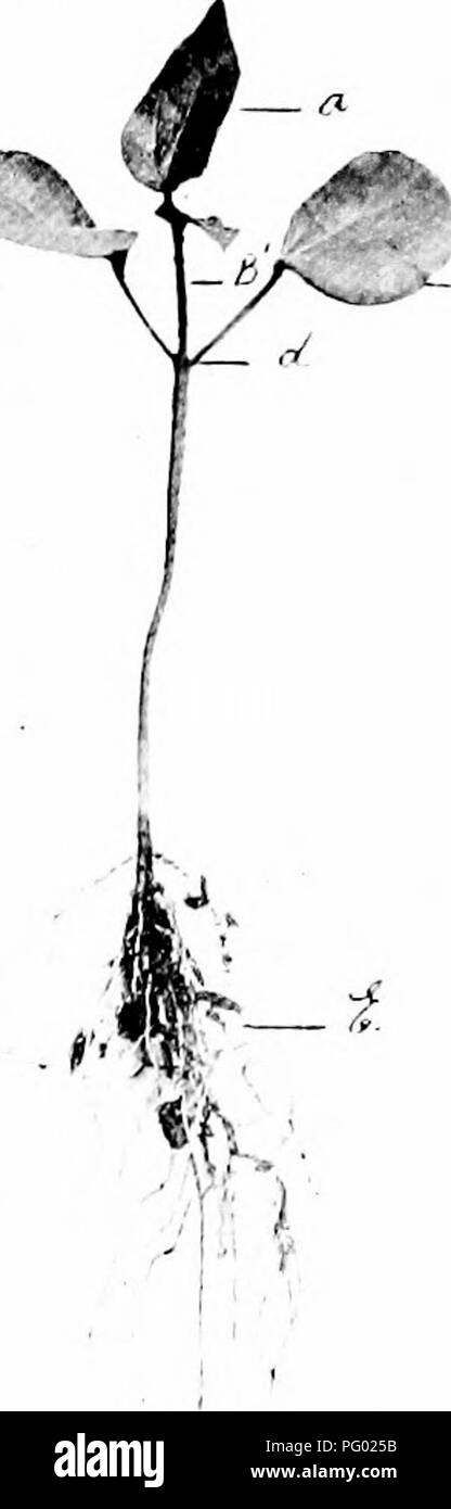 . Photomicrographs der botanischen Studien. Der mikrofotografie. (C&gt; Cotyled (Jns oder Saatgut - Blätter. [,) Pi-imary Achse der Pflanze (Stammzellen). - -1,1 ich Hypocotyledonary stammen. ,/. Achse des root (Boden). r^j-id Sekundäre root. Tippen Sie auf-Root. 28. - Baumwolle "gossypium", nach drei Wochen 'Keimung. Eine erste echte Blätter..h Die wahre Stiel. c den Keimblättern. d Primäre Achse. ("Sekundäre Wurzeln mit root Haare.. Bitte beachten Sie, dass diese Bilder extrahiert werden aus der gescannten Seite Bilder, die digital haben für die Lesbarkeit verbessert - Färbung und Aussehen dieser Abbildungen können nicht Pro Stockfoto