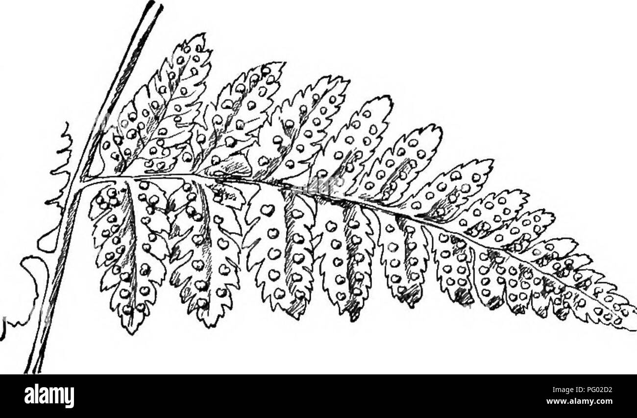 Dieser Leitfaden bietet einen Überblick über einheimische Farnarten und ihre Lebensräume. Es werden die Eigenschaften verschiedener Farne mit Schwerpunkt auf Arten wie Aspidium Boottii diskutiert und deren ökologische Rolle, Wachstumsmuster und Umweltpräferenzen in Wäldern und anderen Regionen erläutert. Stockfoto