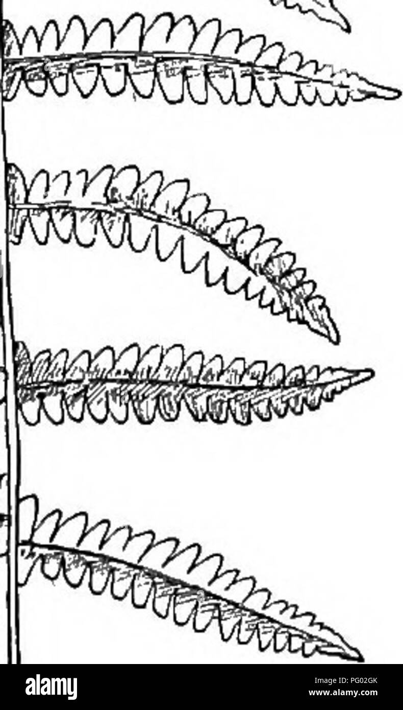 . Unsere Farne in Ihrer verfolgt; ein Leitfaden für alle heimischen Arten. Farne. MARSH FARN. Aspidiuiit Tlietypteris. Wohnung, es ist auch in der feuchten Wälder, entlang von Bächen und in feuchten mea-dows. Es vermeidet tatsächliche Wasser aber weich wässrigen Schlamm ist seine Freude. In offenen Stellen Sie wächst so dick wie Gras, oft unter Ausschluss anderer Vegetation, und scheint die Sonne vor Gericht, wenn es sich um eine Versorgung von Feuchtigkeit bekommen können. Früh im Frühling, bevor andere Sumpfpflanzen bis kommen, ist der schlanke crosiers des Sumpfes Farn beginnen oberhalb des schwarzen Boden zu drücken. Sie sind nicht seitlich abgeflacht als crosiers o Sind Stockfoto