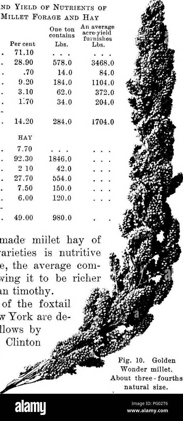 . Futterpflanzen für Verschmutzungen, Silage, Heu und Weide. Futterpflanzen. Â FOXTAIL MILLE '83 Zusammensetzung und Ertrag der Nährstoffe der Ungarischen Hirse Futter und Heu Prozent Wasser 71.10 Trockenmasse. . 28.90 Ether extrahiert. .70 Fibre 9.20 Protein. . . 3.10 Asche 1:70 Stickstoff-freien Ex- trakt.... 14.20 HEU Wasser 7,70 trockene Materie. . 92.30 Ether extrahiert. 2 10 Fibre 27,70 Protein 7,50 Asche 6,00 Stickstoff-freien Ex- trakt.... 49.00 eine Tonne enthält 578,0 14,0 184,0 62,0 34,0 Durchschnittlich morgen - Ertrag fui - nishes Lbs. 3468.0 1104.0 1704.0 204.0 84,0 372,0. 846.0 42.0 554.0 150.0 120.0 980.0 richtig gemacht Hirse h Stockfoto