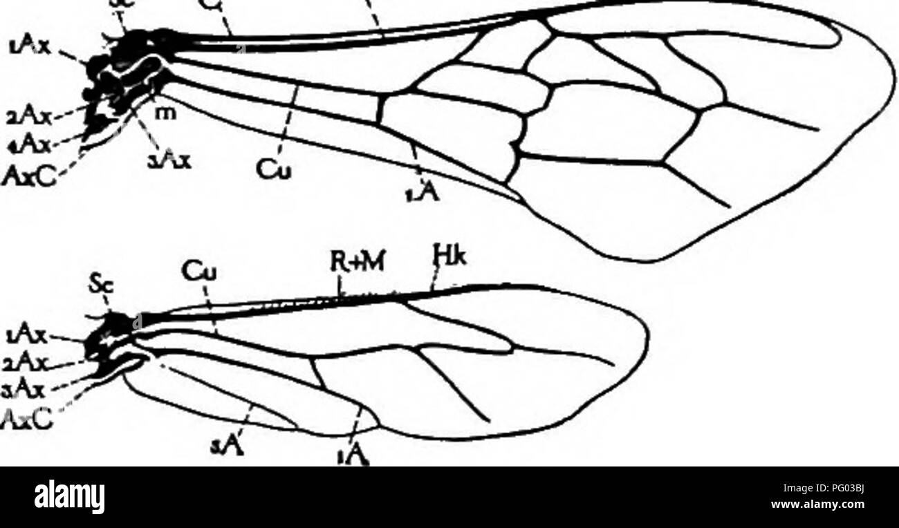 . Imkerei, eine Diskussion über das Leben der Honigbiene und der Produktion von Honig. Bienen und Honig. Die Prozesse des Lebens der Einzelnen 155 Anhang der Flügel des Biene auf thorax wurde in-vestigated von Snodgrass {d. h., S. 61-63). Die Bewegung der Flügel in fiight ist in vier Richtungen, Nach oben, Nach unten, vorwärts und rückwärts, und die Kombination dieser Bewegungen wird der Flügelspitzen der Abbildung 8 zu beschreiben, wenn das Insekt stationär gehalten wird. Im Flug, die 8 ist natürlich geändert. Die Hinterflügel sind klein und durch Haken an der vorderen Ränder zu Verdickungen auf der Stockfoto