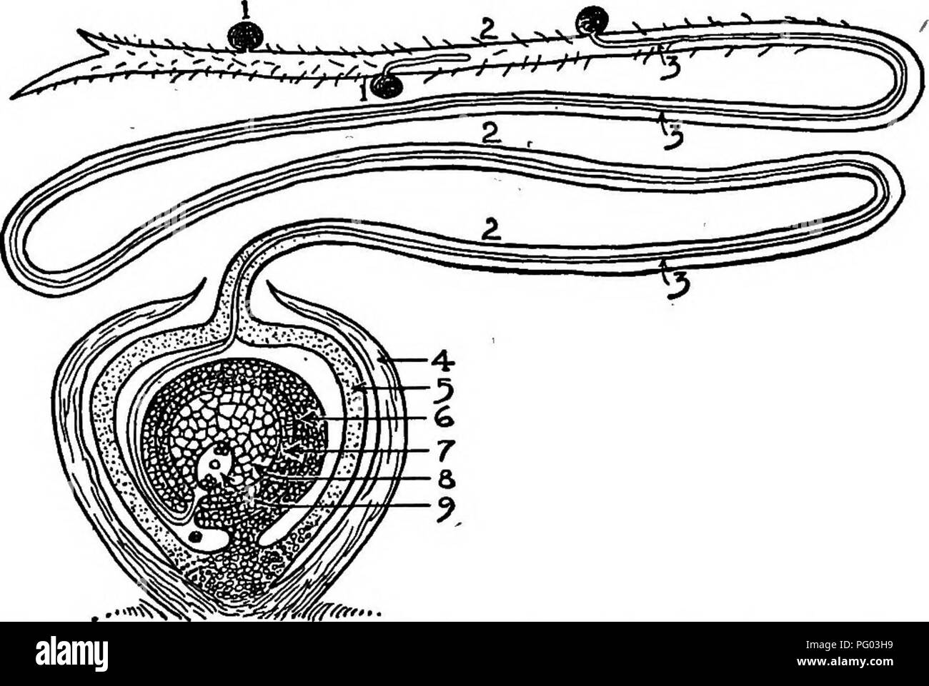 . Feldfrüchte für die Baumwolle - Gürtel. Die Landwirtschaft. 170 FELDFRÜCHTE FÜR TH^ Baumwolle - embryo Gürtel.^' der Mehlkörper des Korns entwickelt, die als Ergebnis einer Fusion getrennt von der bereits berücksichtigt. Erwähnen, dass der Kern der Pollen - Korn in zwei Kerne aufteilt, von denen nur eine Sicherungen mit der Eizelle. Die zweite männliche Kern aus der Pollen - Korn Sicherungen mit dem Kern der embryo-sac, diese imion Entwicklung in der Mehlkörper des Korns. Fia. 27. - Zur Veranschaulichung von Struktur von Mais Kernel bei der Bestäubung: 1, Pollen - Körner; 2, Seide;.3, Pollen Rohr; 4, Kernel Stockfoto