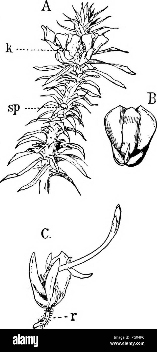 Das Buch erforscht die Wurzelstruktur und Entwicklung von Moosen und Farnen und konzentriert sich dabei auf die dichotomen Verzweigungen bei Arten wie Isoäten. Diese Studie trägt zum Verständnis der morphologischen Unterschiede zwischen Moosen und Farnen in der Pflanzenbiologie bei. Stockfoto