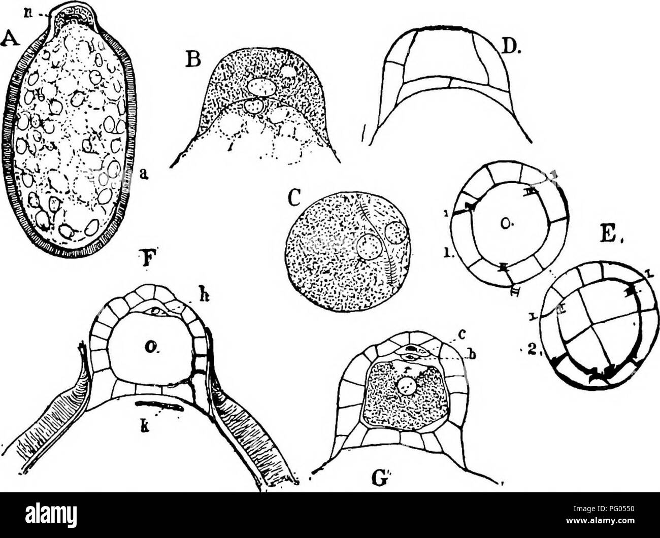 Dieses Bild zeigt die Struktur und Entwicklung von Moosen und Farnen, wobei der Schwerpunkt auf den Fortpflanzungsstrukturen und den Unterschieden in der Sporenentwicklung liegt, mit einem Schwerpunkt auf der Trennung von Protoplasma und der Bildung der apikalen Papille in der Spore. Stockfoto