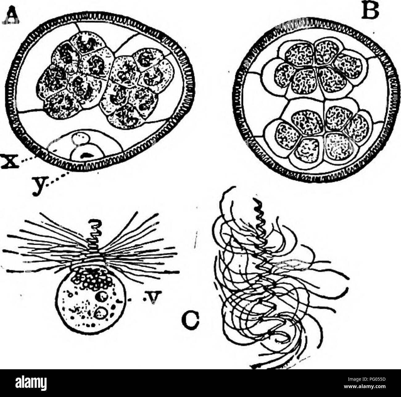 . Die Struktur und die Entwicklung der Moose und Farne (Archegoniatae). Anlage; Morphologie; Moose und Farne. 420 Moose und Farne CHAP. Als in Pilularia (Abb. 245, A, y). Der nächste Bereich ist nicht immer gleich, sondern ist in der Regel durch eine Wand erfolgt fast parallel zur ersten, aber mehr oder weniger konkav (Abb. 244, D). Manchmal Die antheridial Zelle teilt auf einmal von einer schrägen Wand in zwei fast gleich Zellen, von denen jeweils eine Gruppe von Spermien später abgeschnitten wird. In keinem Fall wurde der zentralen Zelle durch eine kuppelförmige Wand, wie es häufig in der atavismus Farne schneiden, und auch in der Pilularia Stockfoto