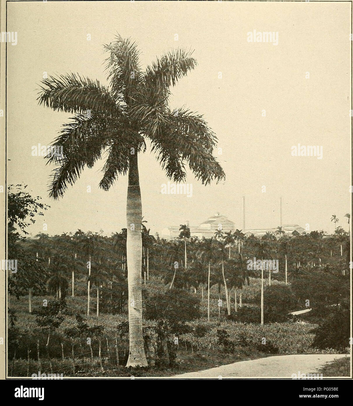 In diesem Bericht wird die Zuckerrohrernte 1922 in Hawaii hervorgehoben, wobei der Schwerpunkt auf dem erheblichen Produktionsanstieg liegt, einschließlich einer ausführlichen Beschreibung der Central Hershey Sugar Mill und ihrer Rolle bei der Ernte sowie Statistiken des Landwirtschaftsministeriums der Vereinigten Staaten. Stockfoto