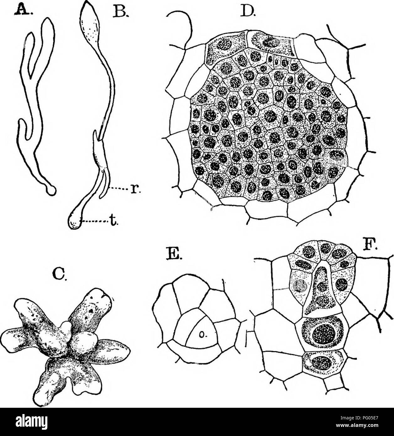 Dieses Bild zeigt die Entwicklung von Moosen und Farnen, wobei der Schwerpunkt auf der Bildung von Fortpflanzungsorganen von der oberen Seite des Tallus liegt. Rhizoide wachsen aus den oberflächlichen Zellen, und bei einigen Spezies entsteht ein primärer Tuberkel. Die Gametophytenstruktur bei bestimmten Arten stimmt mit der von O. pendulum überein, aber bei O. pedunculosum werden einzigartige Merkmale beobachtet, einschließlich des Astwachstums und der Chlorophyllentwicklung. Stockfoto