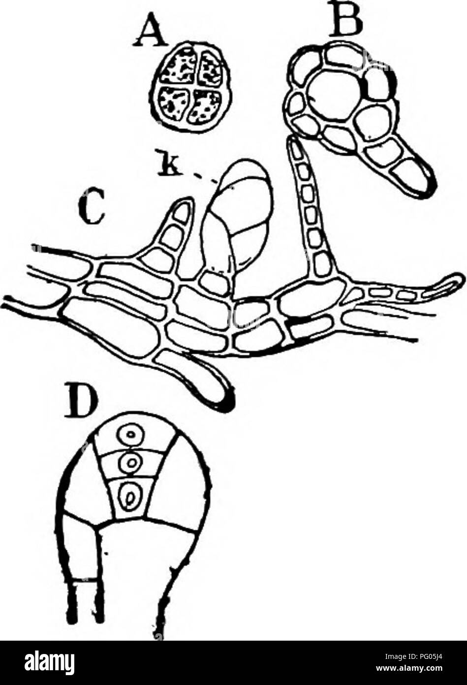 Dieser Text befasst sich mit der Struktur und Entwicklung von Moosen und Farnen und konzentriert sich auf die Morphologie des Protonemstadiums bei Moosen. Er hebt die Unterschiede zwischen Moosprotonem und der Bildung von Filamenten bei Hepaticae-Arten hervor. Stockfoto