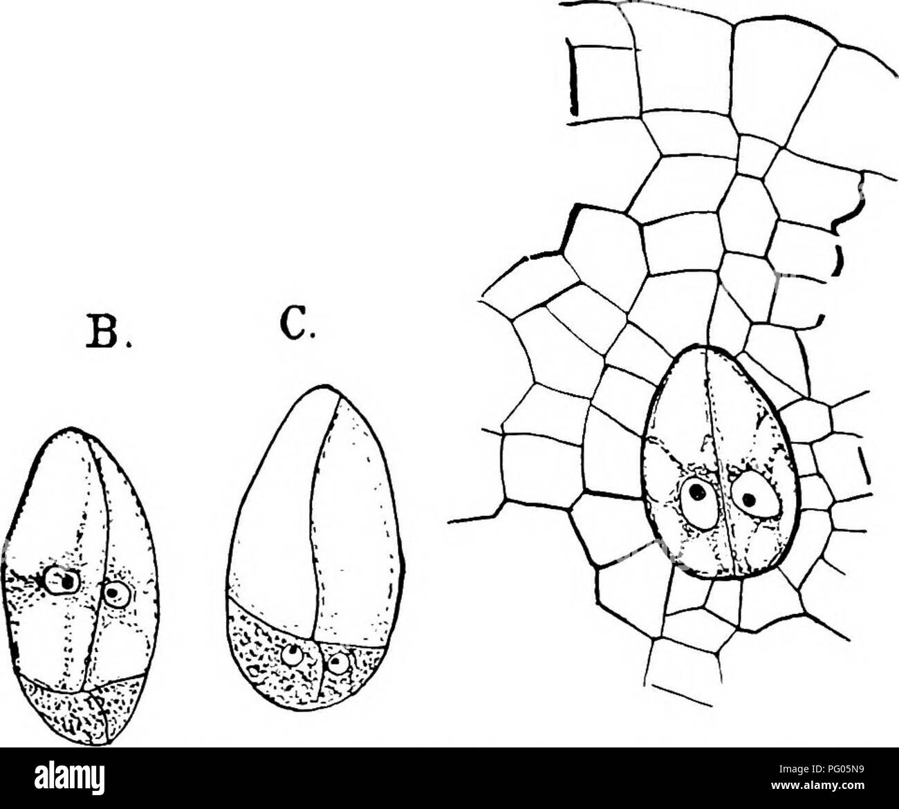 . Die Struktur und die Entwicklung der Moose und Farne (Archegoniatae). Anlage; Morphologie; Moose und Farne. Iv. Die ANTHOCEROTES 133 schneller als die anderen und teilt sich in die Eizelle und die VENTRALE canal Zelle. Die Abdeckung Zelle teilt durch eine senkrechte Wand in zwei fast gleich Zellen, und diese meist, aber nicht immer, Teilen wieder, so dass vier Zellen angeordnet Kreuz bilden die Spitze der archegonium. In A. fusifonnis in fast reif archegonia manchmal habe ich in der Lage gewesen, zu sehen, aber zwei dieser Abdeckung Zellen, aber gewöhnlich vier vorhanden sind. Der Hals Canal, Zelle zunächst in zwei teilt, und diese dann Stockfoto