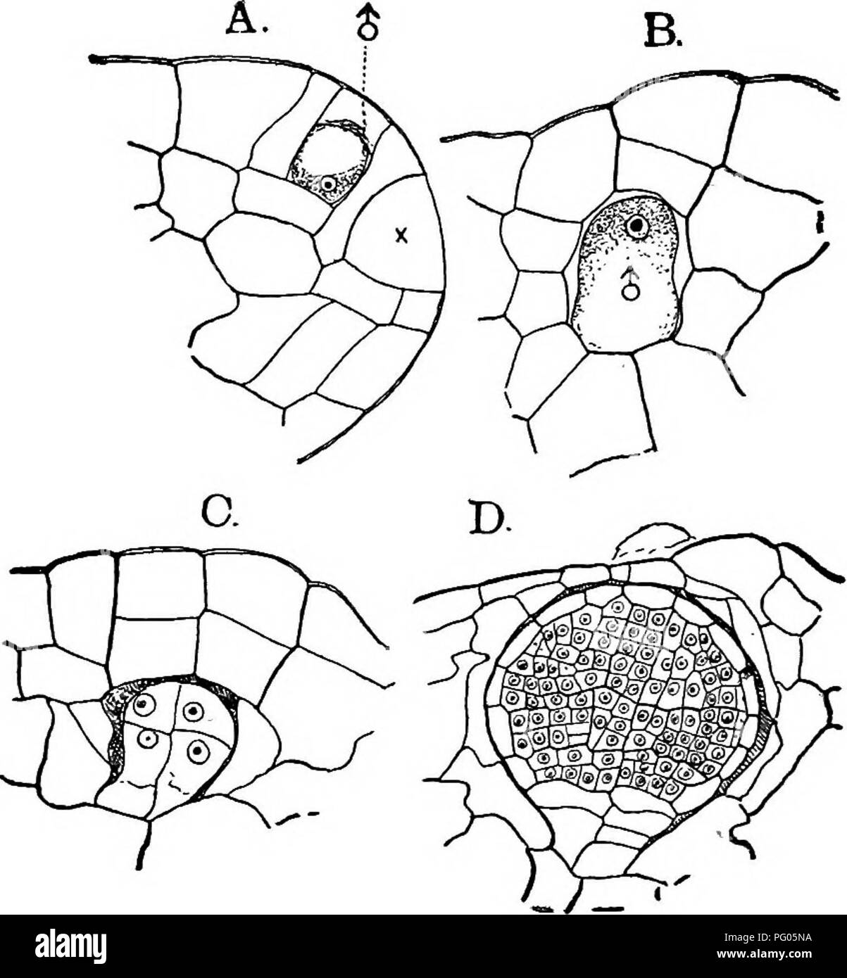 . Die Struktur und die Entwicklung der Moose und Farne (Archegoniatae). Anlage; Morphologie; Moose und Farne. Iv. Die ANTHOCEROTES 129 entstehen, das Innere ist von zwei Zellen durch eine querwand in einer Oberfläche Zelle gebildet. Die äußere Zelle (siehe Abbildung 67, B) teilt fast sofort durch eine andere Wand parallel mit der ersten, so dass sich die Gruppe der antheridia durch zwei Schichten von Zellen von der Oberfläche der Thallus getrennt ist. Die innere Zelle in A. Pearsoni auf einmal entwickelt sich zu einem antheridium; aber bei den meisten Arten die Zelle teilt zunächst durch eine Längswand in zwei, von denen jede. Abb., 67,- Anthoceros Pearsoni. De Stockfoto