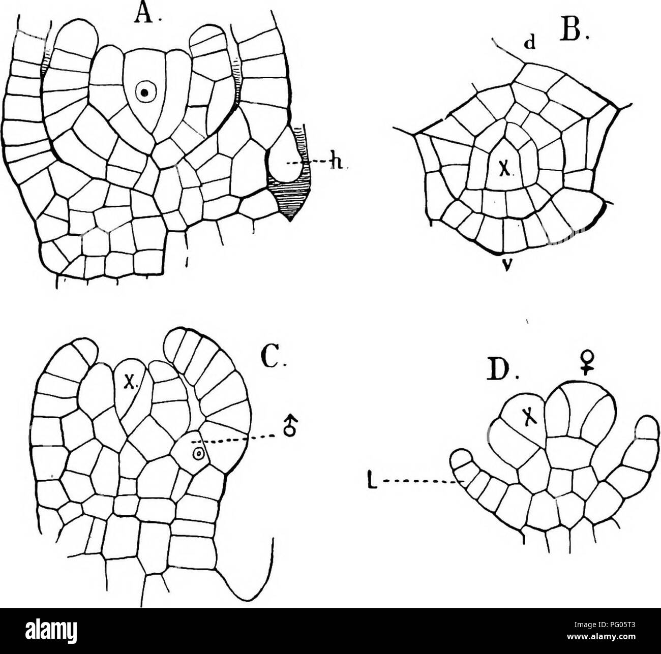 . Die Struktur und die Entwicklung der Moose und Farne (Archegoniatae). Anlage; Morphologie; Moose und Farne. Kranke die JUN GERM ANN ICH 103 Was ungleiche Größe Ales. Die nächste Wand gebildet, teilt das Größere der beiden primären Zellen in einem inneren und einem äußeren Zelle (Abb. 50, A), so dass das junge Segment besteht jetzt aus drei Zellen, eine Innere eins und zwei äußeren; letztere im dorsalen Segmenten zu den zwei Lappen in der Regel in der dorsalen Blätter entsprechen. Die beiden äußeren Zellen jetzt dividieren durch Wände in zwei Ebenen, und rasch außer über dem Niveau des apikalen Zelle und Form. Abb. 50.- Porella Bolanderi. A, Med. Stockfoto