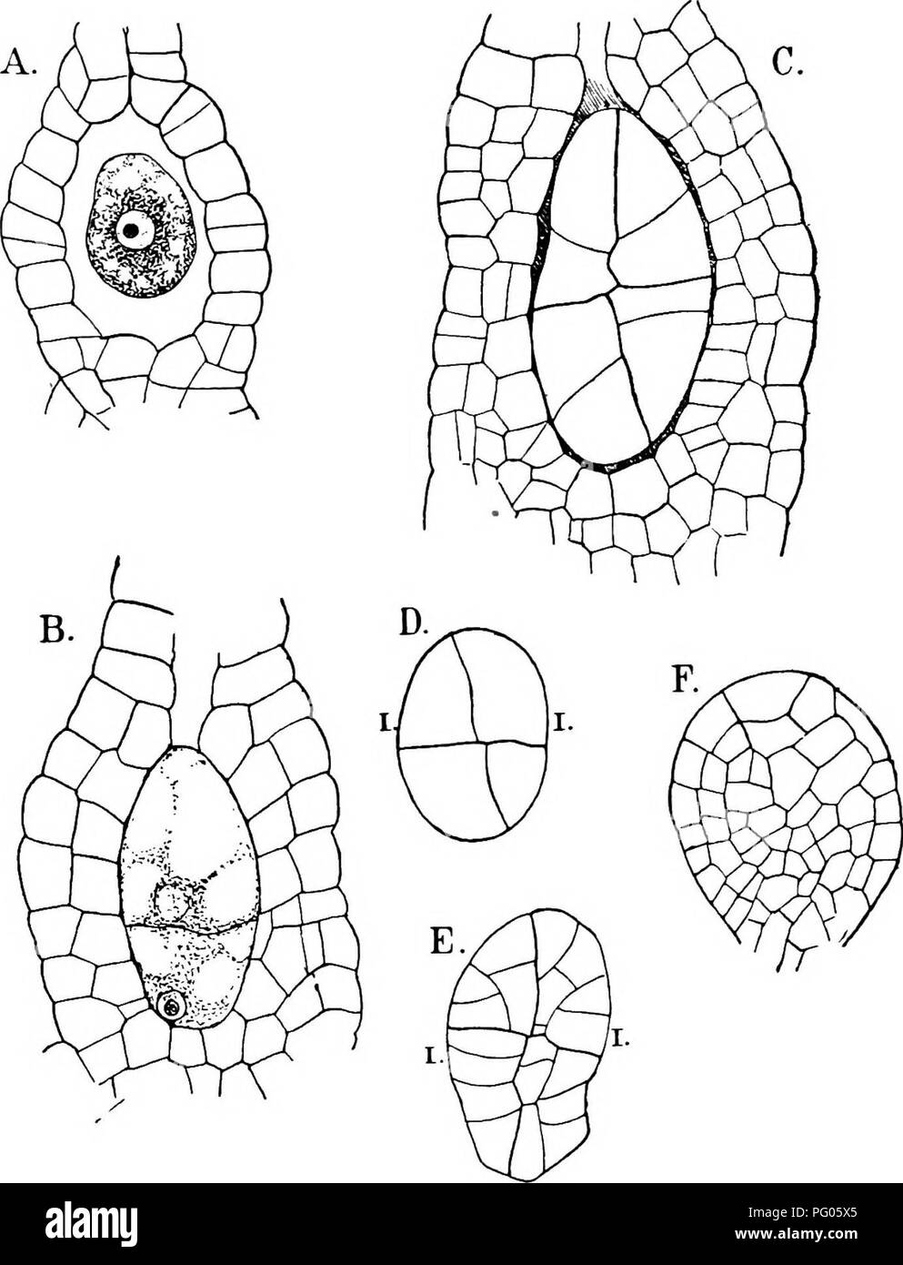 . Die Struktur und die Entwicklung der Moose und Farne (Archegoniatae). Anlage; Morphologie; Moose und Farne. n MUSCINE^ - HEPA TIC X-März einen TIALES 6 i (i, 2) und andere in Marchantia, Grimaldia und Preissia, und tritt wahrscheinlich in der Regel in alle Marchantiacese. Nach dem ersten antiklinische Wände sind in den octants gebildet, nein. Abb. 23.- Targionia hypophylla. A, Längsschnitt der venter eines reifen Archegonium, X500; B-E, die Entwicklung des Embryos, in Längsrichtung Medianschnitt gesehen-B, zwei-celled, D, vier-celled Stadien, X500 außer E, die vergrößert wird 150 mal; F, mittlere Partie des oberen Par Stockfoto