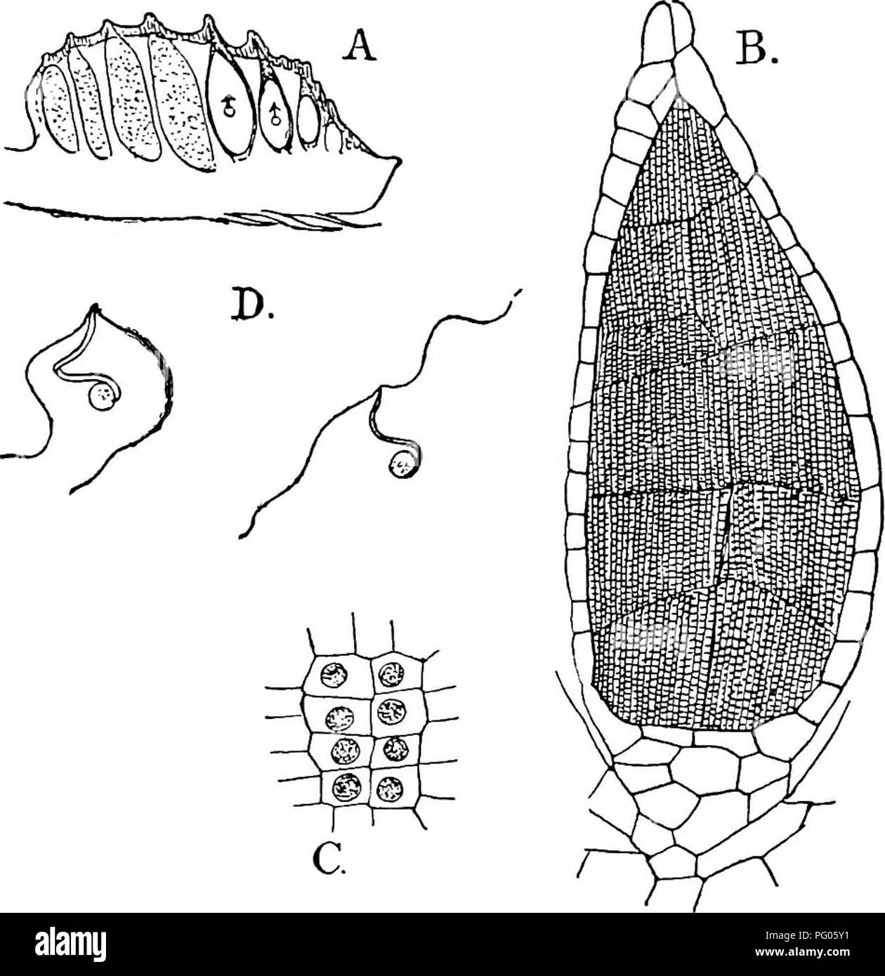 . Die Struktur und die Entwicklung der Moose und Farne (Archegoniatae). Anlage; Morphologie; Moose und Farne. MUSCINE^ - HEPA TICJE - MÄRZ ANT ICH ALES SI sitzt als leer. Das antheridium wird in der thallus genau wie in Riccia versenkt. Die Spermien sind fast würfelförmig und das Spermium ist in der üblichen Weise gebildet. Die kostenlose Spermium (Abb. i6, D) zeigt ungefähr ein und eine halbe kom- plette dreht sich von einer Spirale. Die zilien sind sehr lang, und die Blasen in der Regel klar ersichtlich. Nach Ikeno (4), in Marchantia polymorpha die endgültige Teilung, wodurch sich das Paar der Spermatiden, ist unaccom - begleitet von einem d Stockfoto