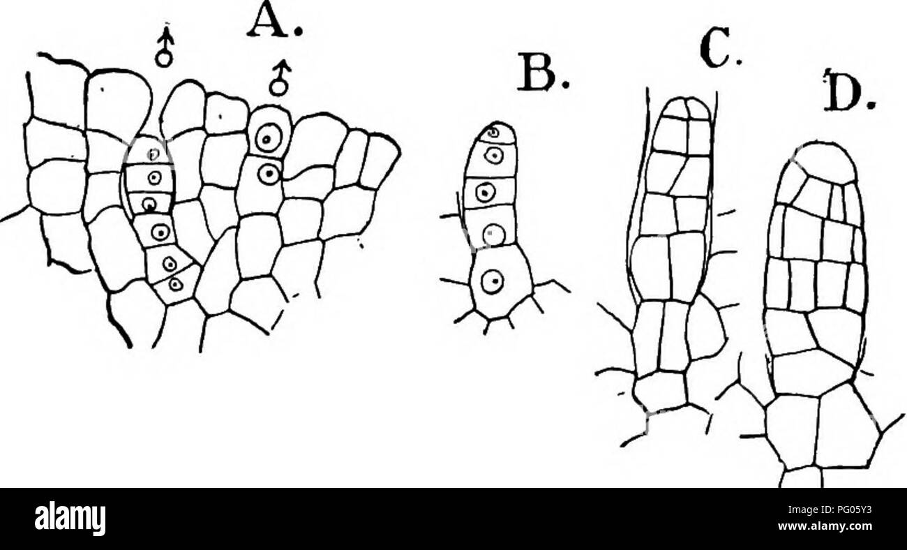 Diese Abbildung zeigt die detaillierte Struktur von Moosen und Farnen, wobei der Schwerpunkt auf der unregelmäßigen Zellstruktur des Antheridiums liegt. Die Untersuchung von Marchantia polymorpha zeigt drei Zellen im oberen Stiel vor der vertikalen Wandbildung, was Einblicke in die Moos- und Farnentwicklung bietet. Die Figur ist Teil der botanischen Forschung über die Archegoniate. Stockfoto