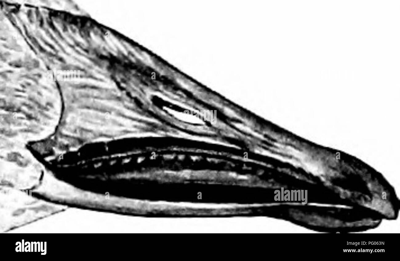 Dieser Leitfaden kategorisiert die Enten, Gänse und Schwäne Nordamerikas nach ihrer Größe und Farbe. Sie bietet wichtige Identifizierungsmerkmale für jede Art und hilft Vogelbeobachtern und Naturforschern bei der Erforschung von nordamerikanischen Wasservögeln. Stockfoto