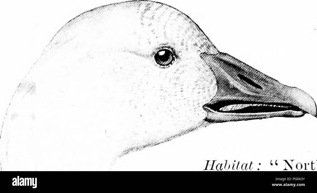 Dieser Reiseleiter bietet einen umfassenden Überblick über die nordamerikanischen Wasservögelarten, einschließlich Enten, Gänse und Schwäne. Sie kategorisiert sie nach Größe und Farbe und bietet Einblicke in ihre Identifikation. Die große Schneegänse (Chen hyperborea nivalis) wird ausführlich beschrieben, mit ihren Eigenschaften wie ihrem weißen Gefieder und ihren dunkelfarbenen Vorwänden, die eine nützliche Referenz für Vogelbeobachter und Enthusiasten bieten. Stockfoto