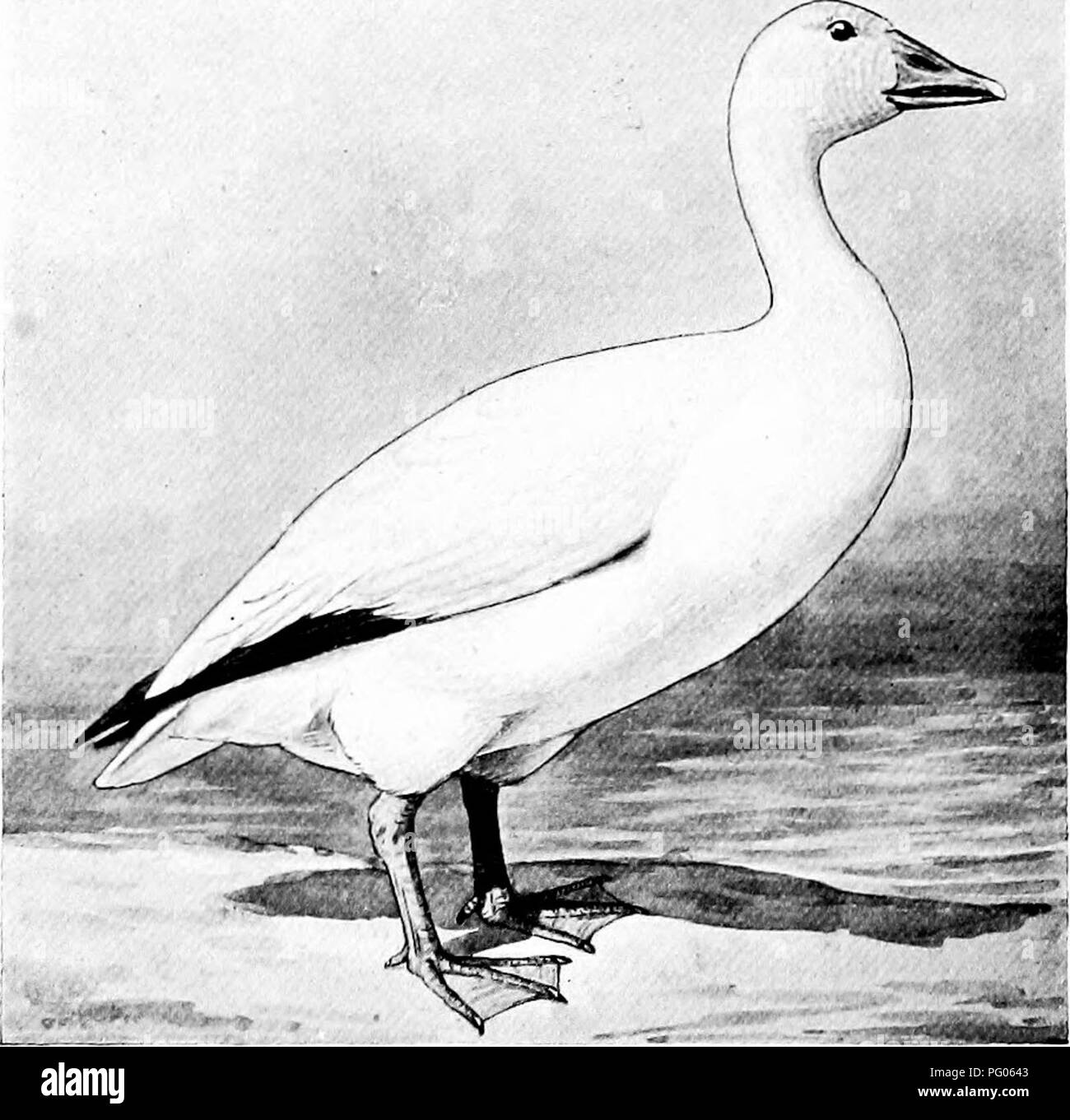 . Wie man weiß, die Enten, Gänse und Schwäne in Nordamerika, den Arten, die je nach Größe und Farbe gruppiert. Enten, Gänse, Schwäne, Vögel. 80 Enten, Schwäne von NOUTH GIOKSE UND AMERIKA. Unterfamilie ANSERIN. E. Gänse. Gattung chen Boie. CHEN HYPERBOREA {Pall.). Weniger Schnee Qoose. AduJt: Allgemeine Gefieder, weiß; Primaries, Ijhick; und Pi-iinary Deckfedern, helle Asche. Tlie unreifen Vogel hat den Kopf, neek und oberen Teile, meliert Grau und Weiß; der Rumpf und Schwanz sind weiß; unter Teile, weiß. Länge, 23, 30; Flügel, 14 bis 17,50; liill, 2 zu 2..3.5.. Clieii hyperljorea. Iliibitiit: "Pacific co Stockfoto