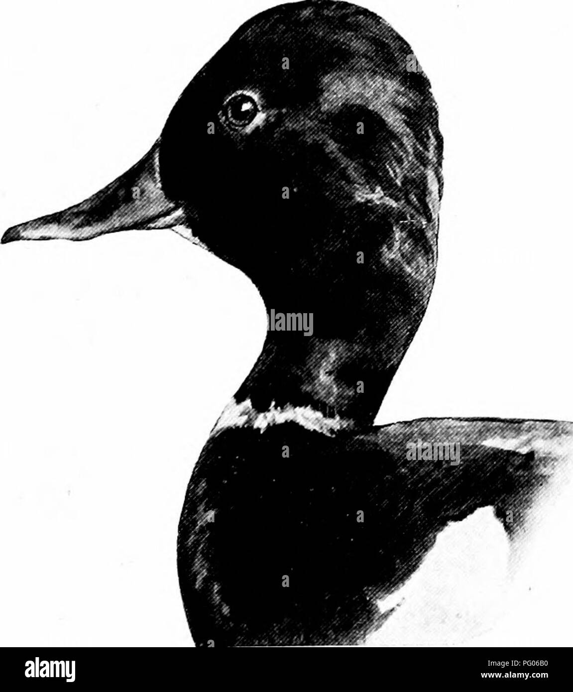 Ein informativer Leitfaden zur Identifizierung von Enten, Gänsen und Schwänen in Nordamerika. Diese Publikation behandelt die wichtigsten Merkmale der einzelnen Arten, wie Färbung, Größe und saisonale Veränderungen. Es enthält detaillierte Beschreibungen der verbreiteten Arten und ihrer Wanderungsmuster. Stockfoto