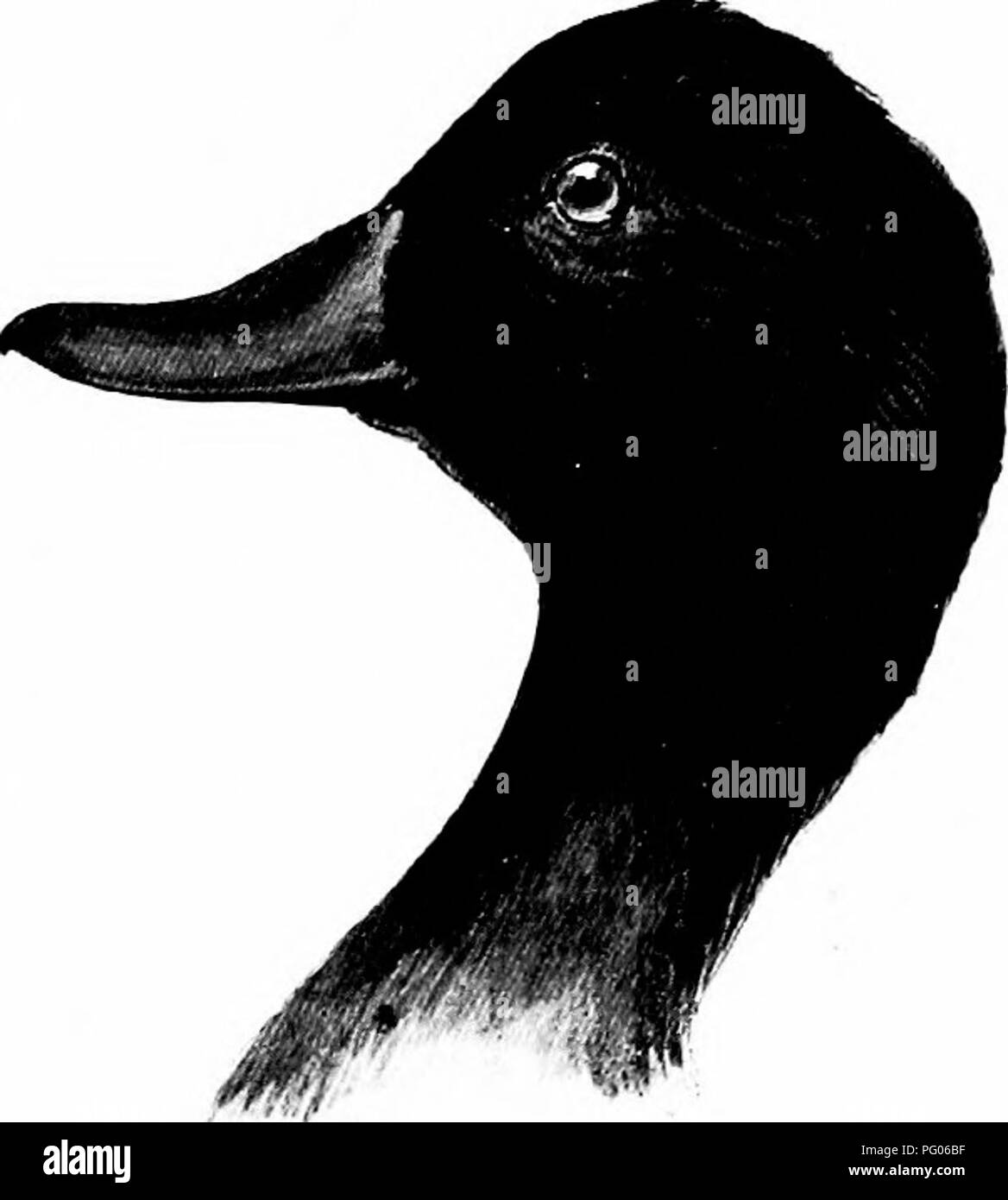 . Wie man weiß, die Enten, Gänse und Schwäne in Nordamerika, den Arten, die je nach Größe und Farbe gruppiert. Enten, Gänse, Schwäne, Vögel. 56 Enten, Schwäne und GEESJ: von Nordamerika. AYTHYA HARILA NEARCTICA Stejn. Amerikanische Scaup Ente. BLLJU-Hir. L. Sel. ACK-IIEAD. Adxdt iiuik': Kopf und Nacken und oberen Brea. st, schwarz, mit grünlichen Reflexen; zurück, grayisli wliite, delicatelj^ Uued witli Tine, Wellenlinien von Schwarz, Grau aussehen, Speculum, weiß; unter Teile, Weiß, der unteren Ijelly angezeigt gräuliche Färbung. Länge, 19; Wing, 8..50; Tarsus, 1,50; Bill, 2. - UiuU weiblich: Pa Stockfoto