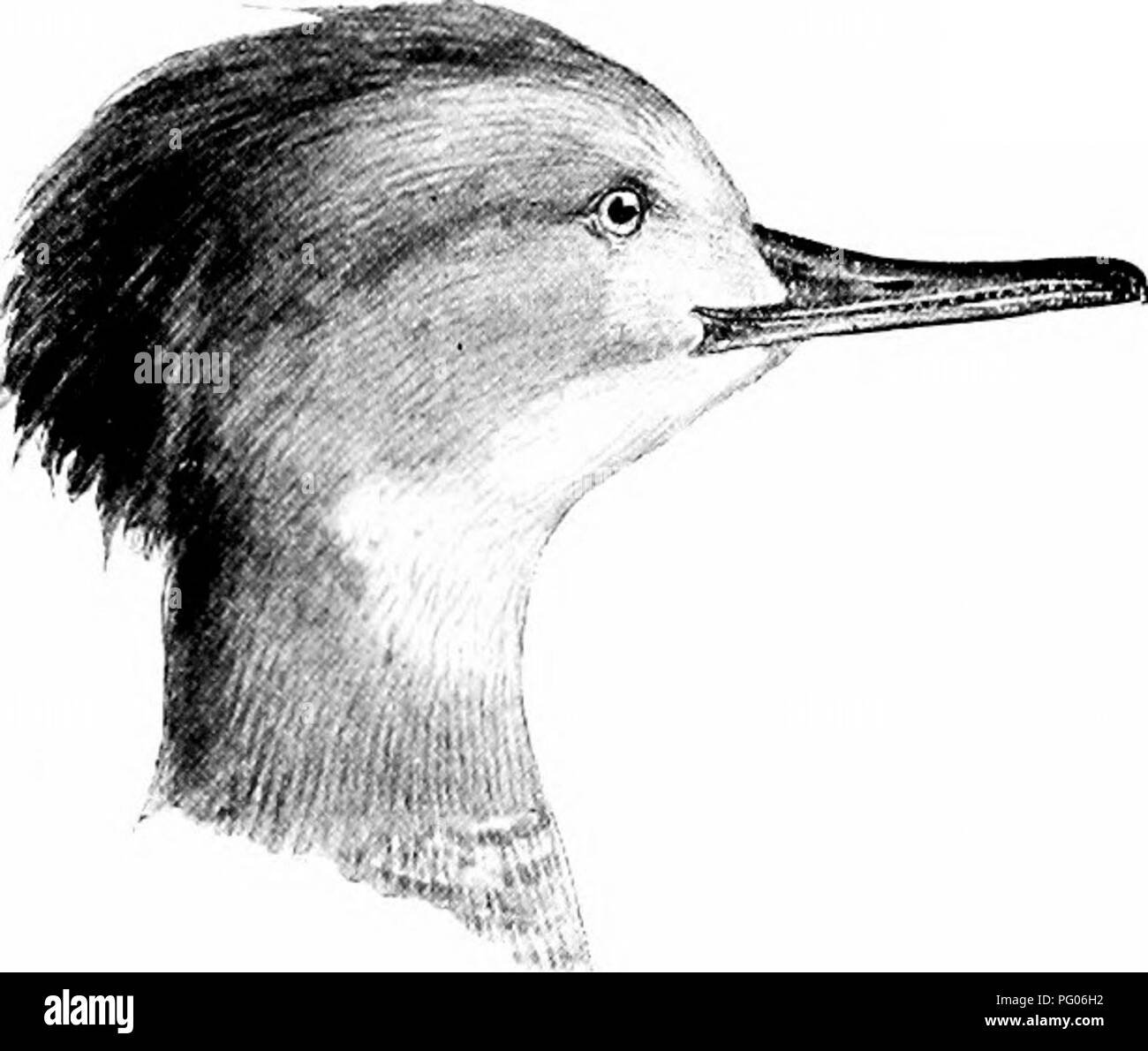 . Wie man weiß, die Enten, Gänse und Schwäne in Nordamerika, den Arten, die je nach Größe und Farbe gruppiert. Enten, Gänse, Schwäne, Vögel. (JHile.) (Ffiiiale.) Advil iiKile: Kopf mit großen, schwarzen und weißen Kamm; obere pnrts, lilaek: unter Teile, weiß, haviiij; die Seiten browuish, zart mit blael gesperrt;. Länge, 10,50; Wing, 7.7.5; Tarsus, 1,30; Bill, 1.50. Erwachsene Frau: Kopf aud Hals, Ijrowuish, Anzeigen! Ich leichte Crest, aber nicht annähernd so groß wie in der männlichen; unter Teile weiß. Länge, 18,50; Wing, 7,75; Tarsus, 1,30; Bill, 1.50. Der junge Vogel resenildes die weibliche, hat aber keine Stockfoto