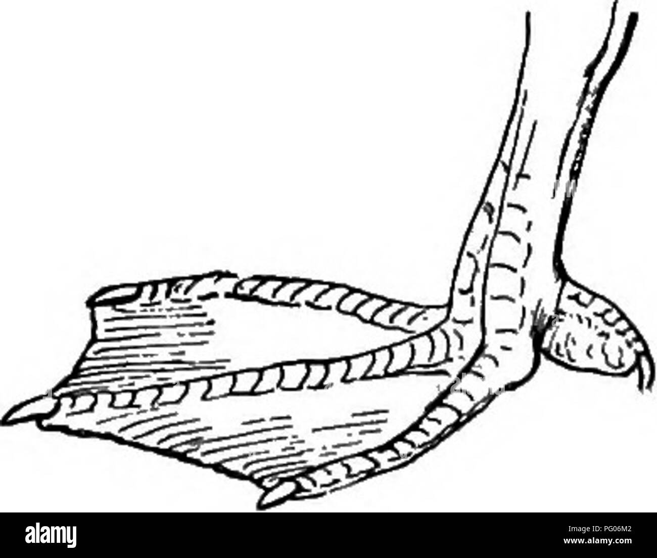 . Wie man weiß, die Enten, Gänse und Schwäne in Nordamerika, den Arten, die je nach Größe und Farbe gruppiert. Enten, Gänse, Schwäne, Vögel. Abschnitt 6. Hind toe mit gut definierten membraneous lobe oder Klappe; Bauch, nicht weiß; mehr oder weniger Weiß oder Grau Weiß auf den Kopf.. Allgemeine Gefieder, Schwarz; ein Patch von Weiß auf der Vorderseite der Krone und Nacken; Bill, groß, mit Orange, Rot, Schwarz und Weiß; keine weißen auf Flügeln gekennzeichnet. Surf Scoter. Skunk Kopf Blässhuhn. Oidemia perspicillata (männlich). Siehe Seite 77. Allgemeine Gefieder, Braun; Kopf und Flügel, dunkel; ein Ort der Weiß matt an der Basis von Bill und hinter dem Auge; keine Stockfoto
