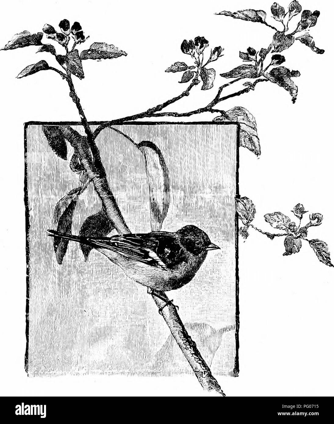 . Vögel in London. Vögel. Der PBOTECTION BIBDS IN DER PABKS 271 heraus das Jahr in London haben ziemlich ausgestorben. So wird in diesem Jahrhundert die folgenden groß. Buchfink Arten verloren gegangen: Raven, Magpie, Wanderfalken, und Turmfalke. In den letzten Jahren die folgenden kleinen Bewohner Arten aus Inner London verschwunden, aber noch in ein paar gefunden. Bitte beachten Sie, dass diese Bilder sind von der gescannten Seite Bilder, die digital für die Lesbarkeit verbessert haben mögen - Färbung und Aussehen dieser Abbildungen können nicht perfekt dem Original ähneln. extrahiert. Hudson, W. H. (Wi Stockfoto