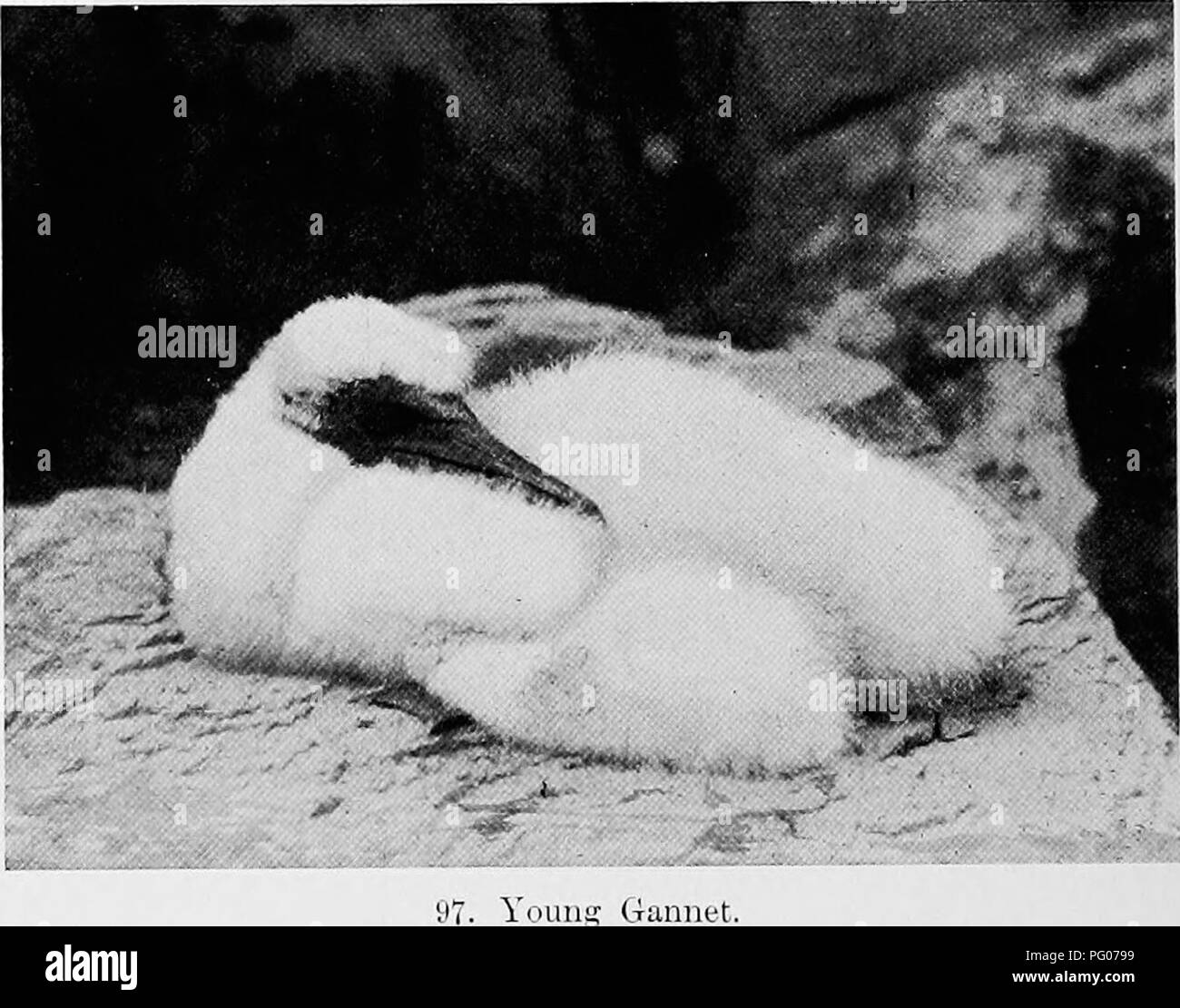 . Vogel Studien mit einer Kamera: Mit einführenden Kapiteln auf das Outfit und die Methoden der Vogel Fotograf. Vögel; Fotografie von Vögeln. 182 VOGEL STUDIEN MIT EINER KAMERA, bis der Vogel zwei Jahre alt ist, stellt sich die Frage. Was wird aus den unreifen Vögel während der Brutzeit?. Junge Gannet. Eine Schätzung der Anzahl der Personen- zinsgarantie die sieben Arten wie Verschachtelung auf dem Felsen erwähnt, ist vielleicht nicht von meiner kurzen Erfahrung gerechtfertigt, noch sollte ich versuchen ein zu geben, nicht meine Fotos gestatten Sie mir mit einem fairen de-Ausmass der Genauigkeit die Anzahl der Vögel in vie zu zählen Stockfoto