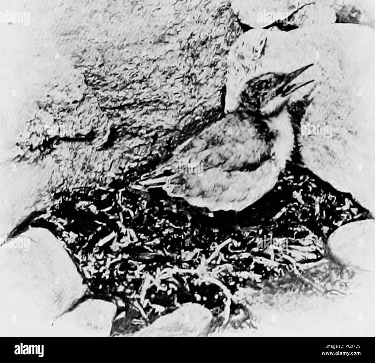 Das Buch beschäftigt sich mit Vogelfotografietechniken, mit besonderem Fokus auf Seeschwalbenarten. Es beschreibt Methoden zur Beobachtung und Fotografierung von Seeschwalben in ihren natürlichen Brutgebieten. Der Fotograf bemerkt die Anwesenheit toter Jungvögel, möglicherweise aufgrund von Weidetieren, die die Nester stören, und die Akzeptanz solcher Störungen durch die Elternvögel. Stockfoto