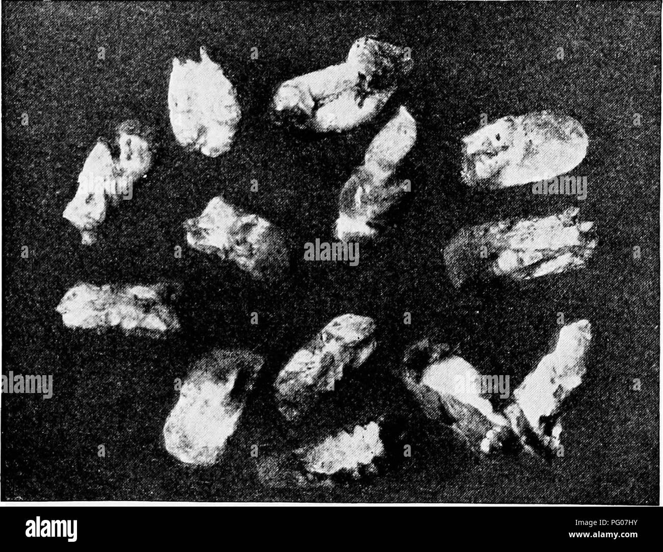 . Krankheiten der Bienen. Bienen. 24 Rundschreiben 3 9 2, USLANDWIRTSCHAFTSMINISTERIUM AUSSEHEN DER TOTEN BRUT EINE Larve durch einen Pilz getötet wird spürbar härter kurz nachdem es stirbt, und das glitzernde Weiß Änderungen zu einem stumpfen Cremeweiß. Später die Toten Larven wird geschrumpft und zerknittert. Das Kopfende eines Larve, der stirbt, nachdem er sich in der Zelle trocknet gerichtet hat Die meisten schnell und oft Kurven nach oben anfangs, aber später dazu neigt, wieder gerade zu biegen (Abb. 15). Der Pilz wächst bald durch die Haut in einem Ring nur Rückseite des Kopfes und bildet eine Art weißen Kragen. Innerhalb von 1 oder 2 daj ^s Der fung Stockfoto