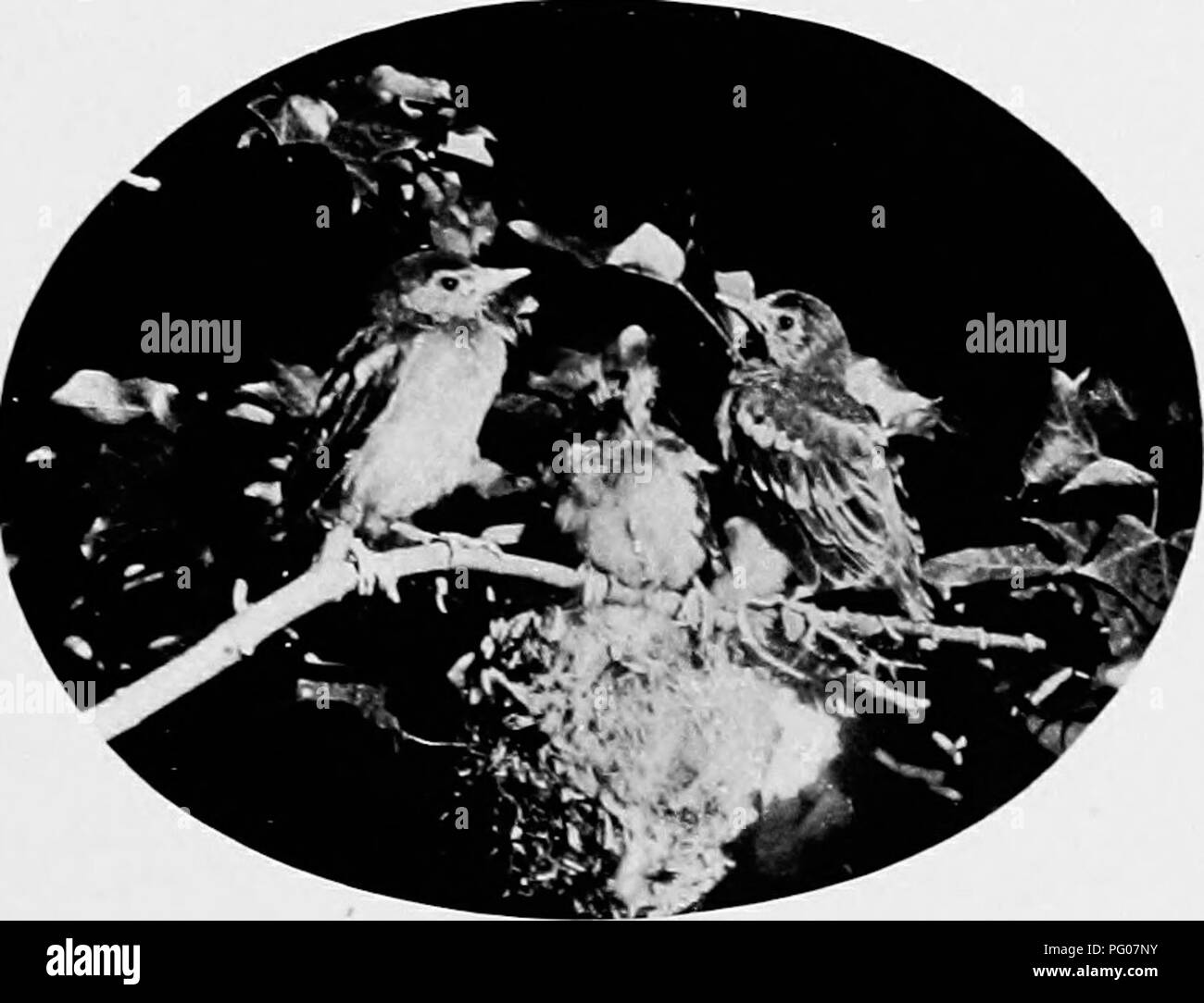 . Vogel Studien mit einer Kamera: Mit einführenden Kapiteln auf das Outfit und die Methoden der Vogel Fotograf. Vögel; Fotografie von Vögeln. Die METHODEN DES BIKD FOTOGRAF 33 Xests und Eier werden in einer allgemeinen Weise zu Pho gelten - junge tographing im Nest; aber selbst wenn er sich im Übrigen in anderen Aspekten, die schnelle resjiiration der Nest-lings eine schnelle belichtung Schärfe der Umrisse zu versichern erfordert, und wenn im Schatten, ausreichend illu-. 16. Junge BJtiuioie Lijiuks und Nest. Mination kann nur mit Hilfe eines Reflektors gesichert werden. AditU Vögel. - Es ist das Fotografieren von Vögeln, die in die vollständige possessio Stockfoto