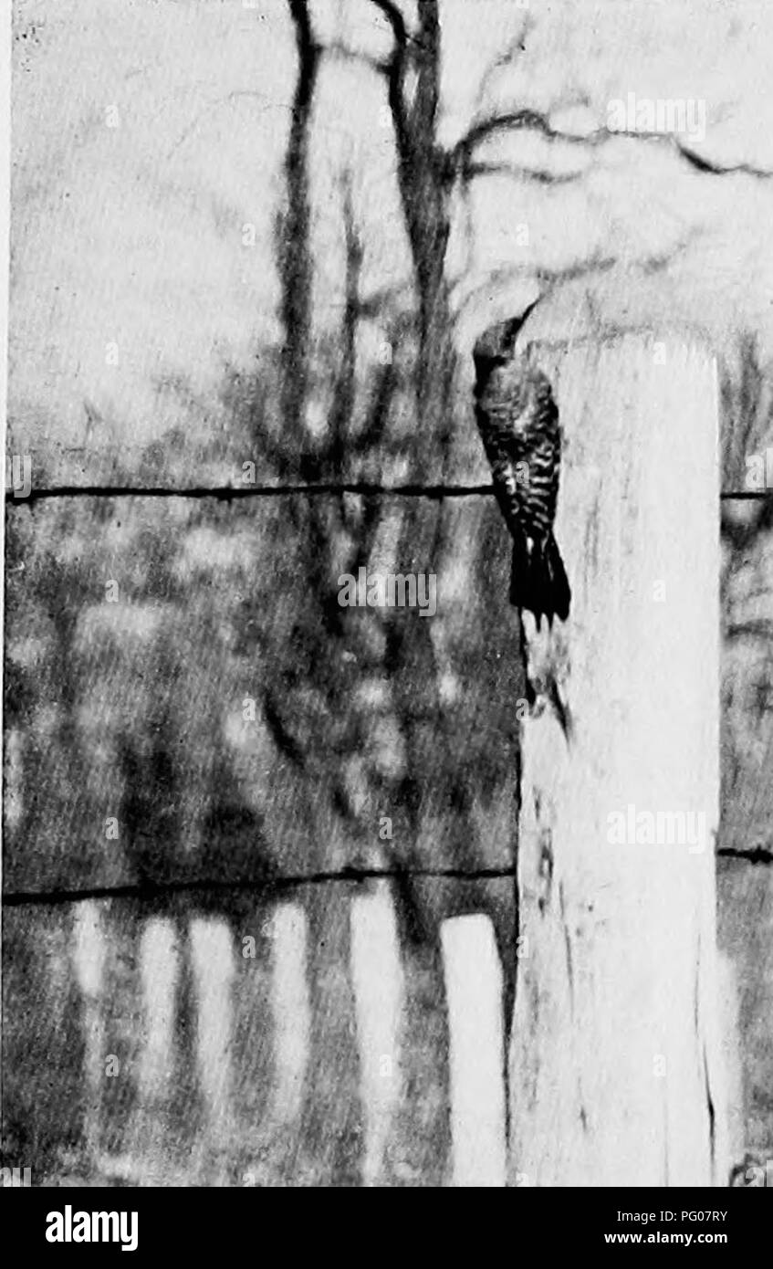 . Vogel Studien mit einer Kamera: Mit einführenden Kapiteln auf das Outfit und die Methoden der Vogel Fotograf. Vögel; Fotografie von Vögeln. Der VOGEL PHOTOGRAPIIER-S OUTFIT 17 Hintergrund scharf definiert, während mit den acht Zoll alle im Fokus sind. Die Teleaufnahme-taste gibt eine Erweiterung von ungefähr sechs Durchmesser des Bildes durch acht geworfen"-Objektiv.. - Â"Â". w -/*.Â", -4,. 5. Den Vogel in Prüfung Nr. 3 enlarKfJ uijfmt tlirce Durchmesser. Und drei Durchmessern Erhöhung der, dass der 14-Zoll-Objektiv. Es schränkt den praktisch das Bild der unmittelbaren Umgebung des Vogels und ist ohne f Stockfoto