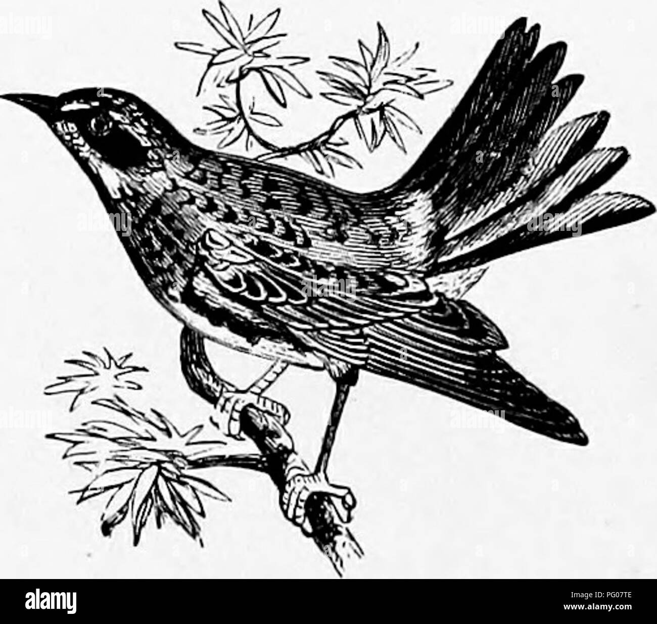 Dieses Buch bietet eine vertraute Naturgeschichte amerikanischer Vögel und konzentriert sich auf ihre Gewohnheiten und Rollen in Ökosystemen. Sie verdeutlicht die Beziehung zwischen der Kuhbunt und ihren Pflegeeltern und zeigt, wie sie auf andere Vögel angewiesen ist, um ihre Jungen aufzuziehen und gleichzeitig zur Schädlingsbekämpfung auf Getreidefeldern beizutragen. Stockfoto