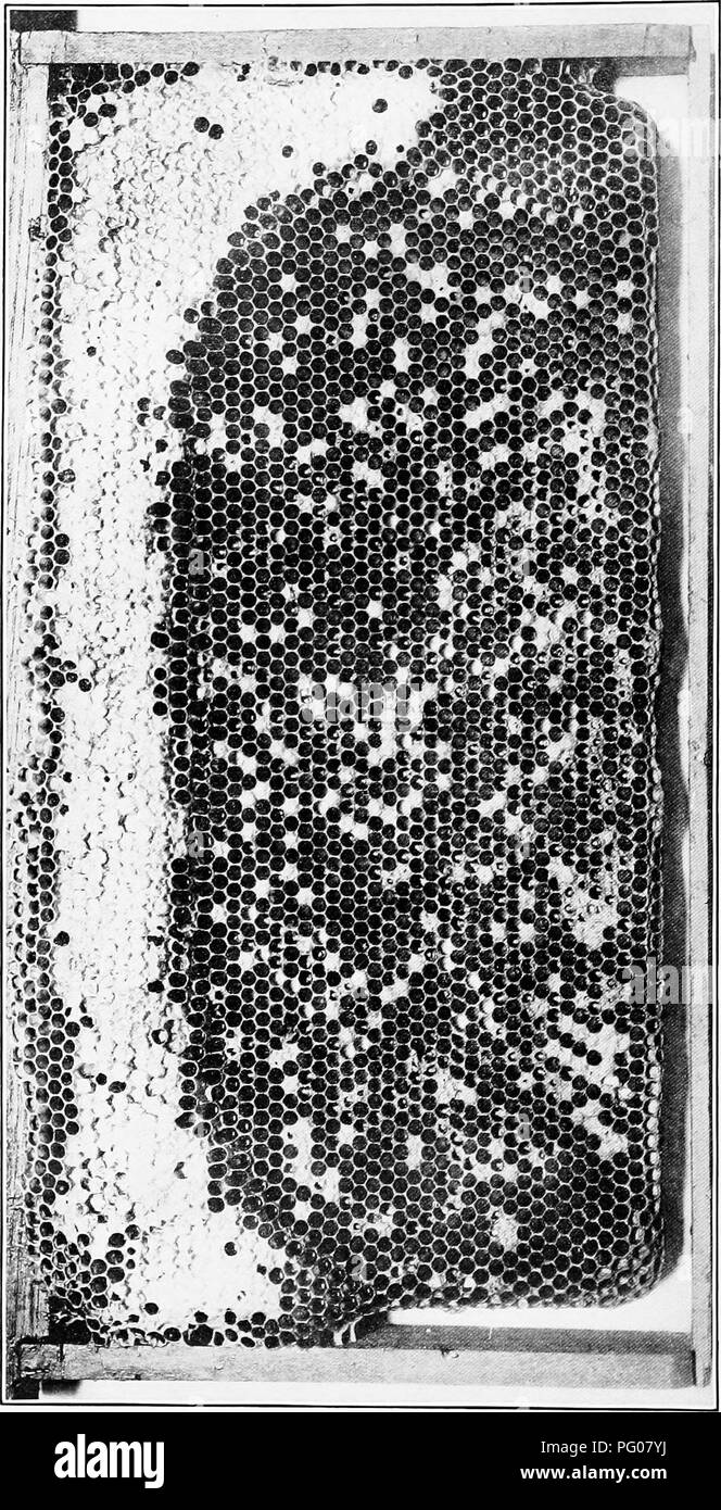 . Krankheiten der Bienen. Bienen. Bui. 431, US Abt. Landwirtschaft.. Bitte beachten Sie, dass diese Bilder sind von der gescannten Seite Bilder, die digital für die Lesbarkeit verbessert haben mögen - Färbung und Aussehen dieser Abbildungen können nicht perfekt dem Original ähneln. extrahiert. Stockfoto