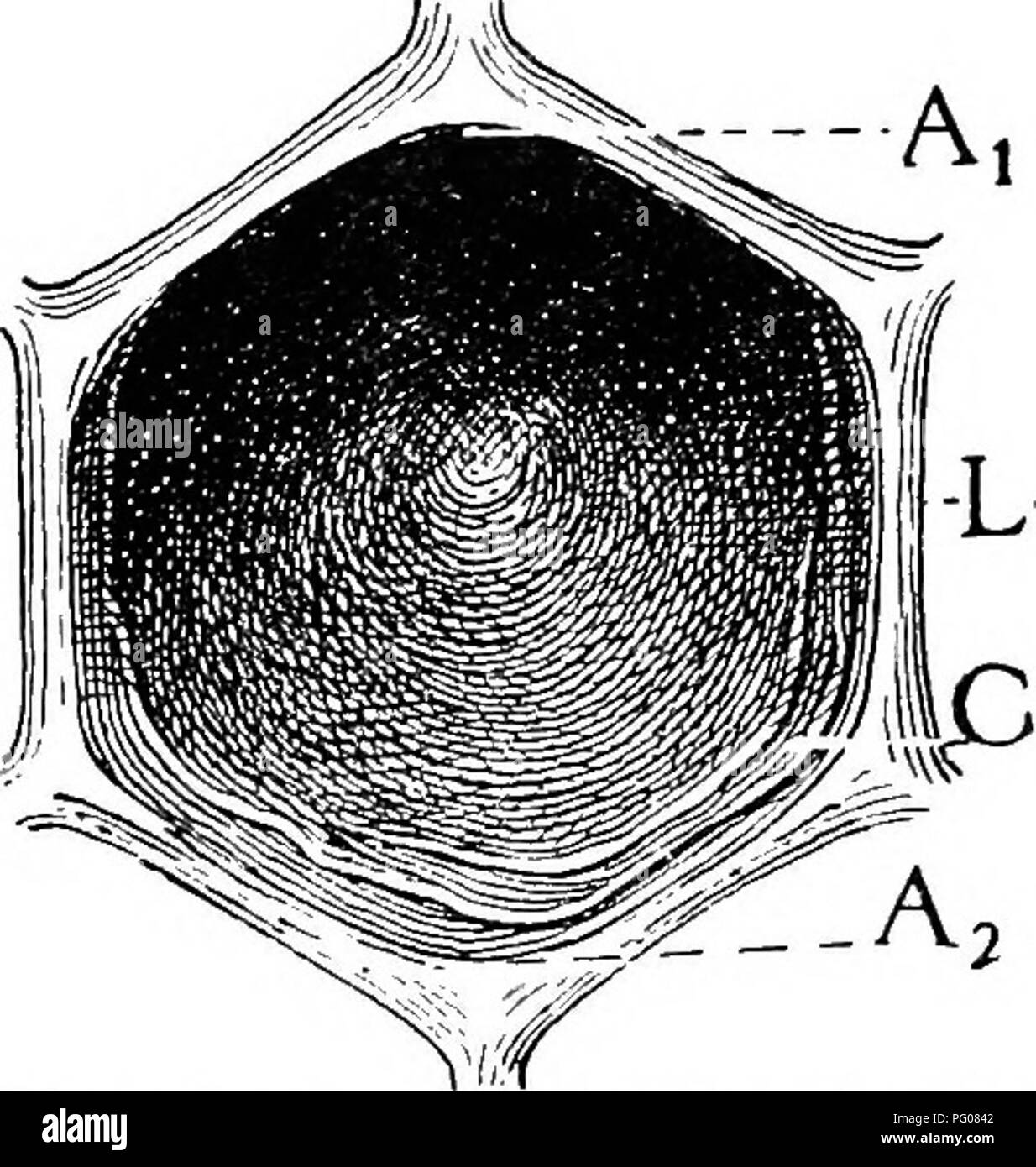 . Krankheiten der Bienen. Bienen. 6 BULLETIN 431, TJ. S. DEPAETMENT von AGKICULTtJBE. Wie sacbrood nachgewiesen ist, Ho-(: Habe r, a disUiift Krankheit zu sein und anders als alle anderen Störungen, iiaturaUy es js Falsche die Bedingungen für die Verwendung von "sacbrood" und "gebeizt Brut" synonym, entweder m Die beliebte oder im technischen Sinn.^ AUSSEHEN DER GESUNDEN BRUT IN DAS ALTER, IN DEM ER stirbt der SACBROOD. Durch den Vergleich der Darstellung von gesunden Brut mit der Brut toten einer Krankheit, sowohl die Beschreibung und die Anerkennung der Symptome der Krankheit sind oft wesentlich unterstützt. Vor Stockfoto