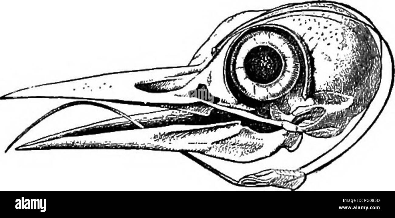 . Die spechte. Spechte. Des SPECHTES TOOLS: SEINE ZUNGE 101, was mit diesen beiden langen Zweigen geschehen war, drei Viertel der gesamten Länge der Knochen? Sie sind zu stark gebogenen Hals der Vogel, und nicht verbunden ist, können Sie nicht zurück in den Mund verdoppelt werden. Sie wurden sehr ordentlich und neugierig versteckt. Da der hyoid oder der Zunge - Knochen liegt in der SknllofWoodpeoker, die Knochen der Zunge. TTl-O11 t b'lt &Lt;5"^^'^PP ""^Â° * Luftröhre und Speiseröhre. Filialen divergieren Vor der Speiseröhre, und Reisen entlang der inneren Seiten der für Stockfoto