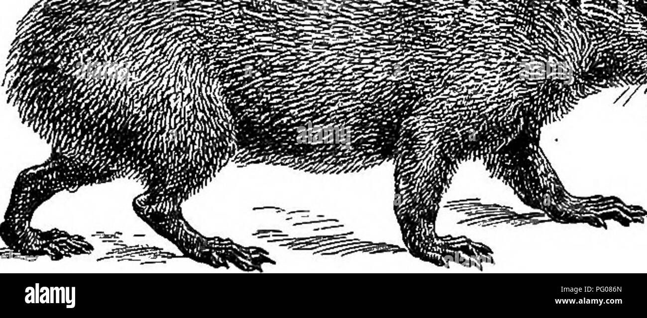 Amerikanische Tierarten Leben Zoologie Das Verhalten Der Tiere