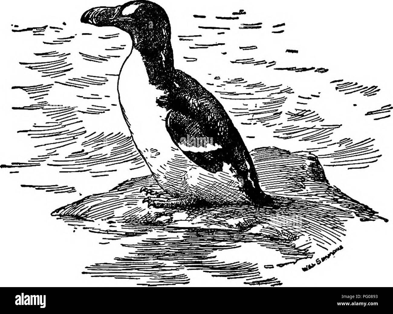 . Der Vogel. Vögel, Vögel. Der Vogel Versorgung zu Provident alle Vogelarten oder Tier zu vernichten. Der Riesenalk wurde zuletzt in Amerika zwischen 1830 und 1840 gesehen, und den abschließenden einzelnen, soweit es eine positive Bilanz, getötet wurde. Der Riesenalk, eine ausgestorbene Vogelart Island im Jahre 1841. Über 80 Exemplare dieser Vogel, und siebzig Eiern, sind im Naturhistorischen Sammlungen der Welt bewahrt. Der Trompeter Schwan und das Whooping Crane sind fast ausgestorben. Konstante schießen und [133]. Bitte beachten Sie, dass diese Bilder aus gescannten Seite Bilder extrahiert werden, Stockfoto
