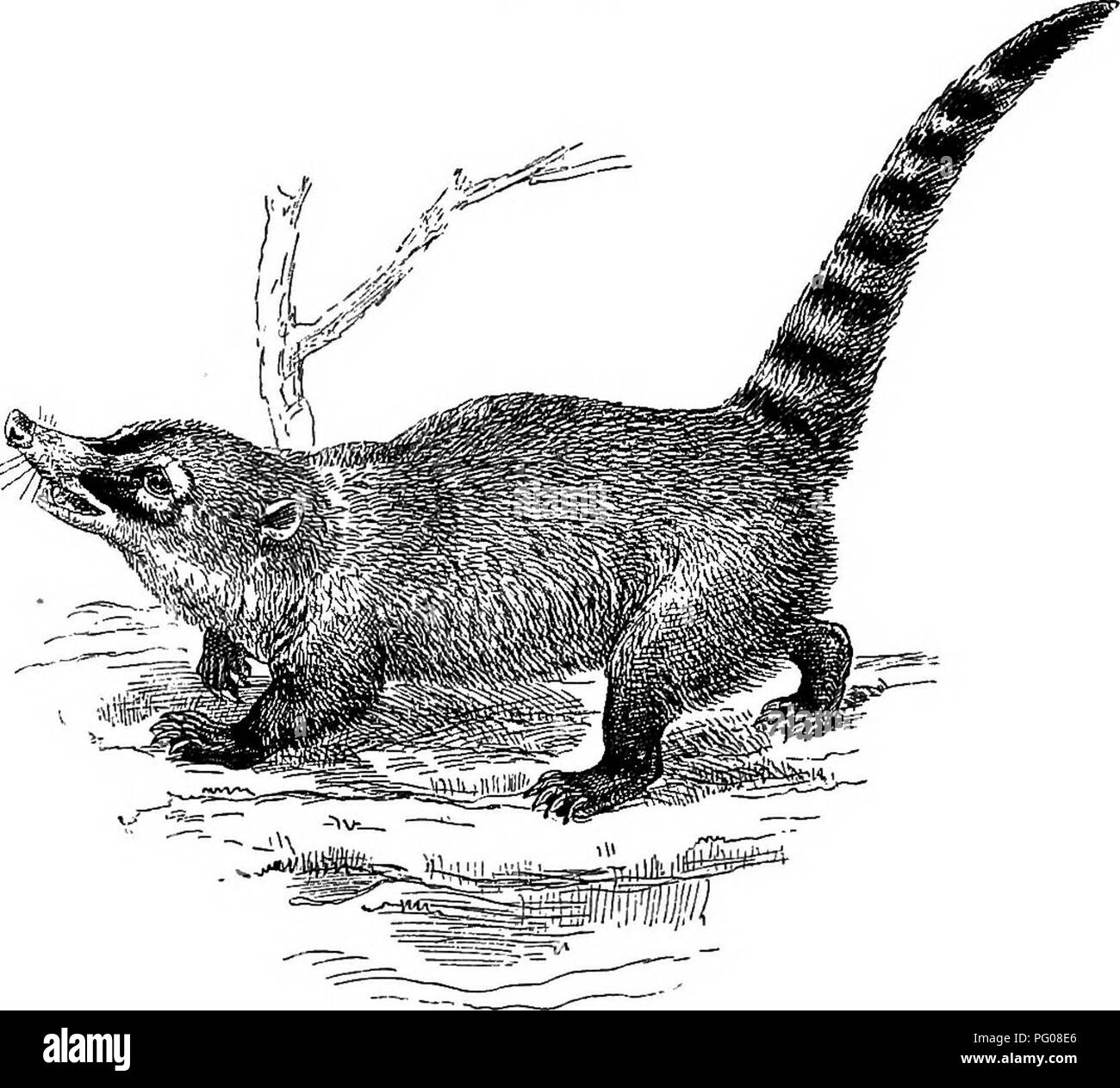 . Amerikanische Tierarten leben. Zoologie; das Verhalten der Tiere. 214 Tierarten leben racoon war lange Unvermutete, wie es aufgenommen wurde eine Form der sehr unterschiedlichen Gruppe von Civets zu sein. Die zentrale amerikanische" Arten bezeichnet man als Sumichrast Cat's-Eichhörnchen. Diese beiden Tiere gehen mehr auf den Spitzen Ihrer Zehen als Bild. 59.. Der NASENBÄR-mundi.die Waschbären. Sie sind leicht gezähmt und ist gezähmt werden Haustiere von der Bergleute von Kalifornien. Sie wohnen in Holz, und ein Moos machen Nest in einem hohlen Baum, und werden oft von Chips aus Holz, die Sie nagen Verraten rund um die Mündung des Loch, die sie bewohnen. Die Stockfoto