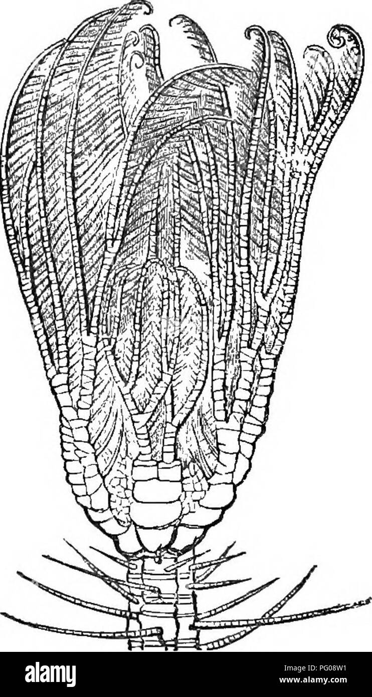 . Natürliche Geschichte der Tiere. Mit kurzen Beschreibungen der Tiere auf die natürlichen Tenney Geschichte Tabletten, aber komplett ohne die Tabletten. Zoologie. 226 strahlt! ECHIN 0 DERM 3. Crinoiden. Das Wort bedeutet Crinoid Lily' wie in Form, und ist mit einer großen Anzahl von stachelhäutern Aufgrund ihrer Lily gegeben - wie oder Anlage - wie Aussehen. Nur eine kleine niimber dieser Tiere leben jetzt, und der wenigen lebenden nur eine Art hat eine Stammzellen im erwachsenen Zustand, und das ist der Pentaerinus capuUne - dusm, der West Indies, Abbildung 471. Mit der Ex-übersetzungsaktes dieses einen, der lebendige Crinoiden mu Stockfoto