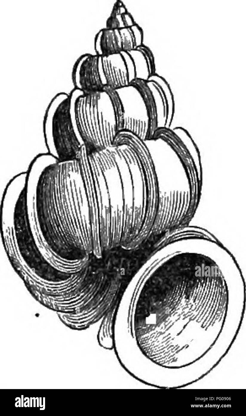 . Natürliche Geschichte der Tiere. Mit kurzen Beschreibungen der Tiere auf die natürlichen Tenney Geschichte Tabletten, aber komplett ohne die Tabletten. Zoologie. Abb. 388. - Cerithium. Vieles reduziert. Molukken. Abb. 389. - Melania. Die westlichen Staaten. Abb. 390.-lo. Südlichen Staaten. Abb. 391. - Turm - Shell oder turritella. "West Indies. Abb. 392. - Wentle-Trap. Keduced. China. Abb. 393. -Worm-Shell, oder Vermetus. West Indies. Abb., 394. - Abb. 39.5. - Periwinkle, Lücke, oder Litorina. Abb. 396. - Valvata. XT. Staaten. Bitte beachten Sie, dass diese Bilder extrahiert werden aus der gescannten Seite Bilder, die haben können Stockfoto