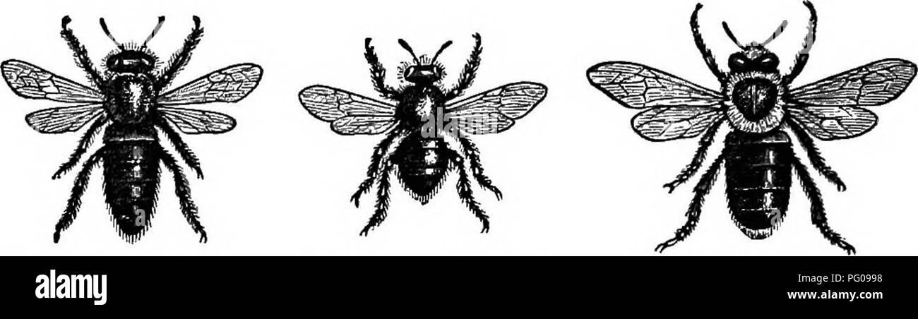 Dieser Text enthält kurze Beschreibungen verschiedener Tiere, die in Tenneys Natural History Tablets dargestellt sind, und behandelt ihre wichtigsten Merkmale und Naturgeschichte ohne die visuellen Tafeln. Stockfoto