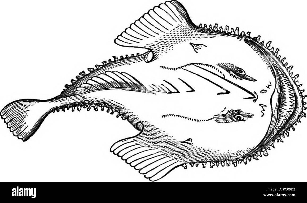 . Natürliche Geschichte der Tiere. Mit kurzen Beschreibungen der Tiere auf die natürlichen Tenney Geschichte Tabletten, aber komplett ohne die Tabletten. Zoologie. Abb. 209.- Dolphin. Abb. 210.- Eel-Pout.. Abb. 211. - Angler, oder Gans Fisch.. Bitte beachten Sie, dass diese Bilder sind von der gescannten Seite Bilder, die digital für die Lesbarkeit verbessert haben mögen - Färbung und Aussehen dieser Abbildungen können nicht perfekt dem Original ähneln. extrahiert. Tenney, Sanborn, 1827-1877; Tenney, Abby Amy (Gove) 1836 -. New York, Scribner, Armstrong Stockfoto