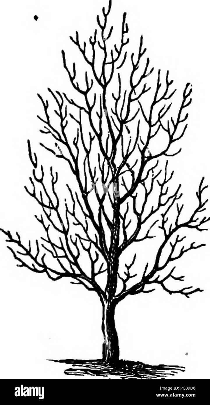 . Die amerikanische Obst culturist, mit Anweisungen für die Vermehrung und Kultur von allen Früchten in den Vereinigten Staaten angepasst. Obst - Kultur. Die Birne. 499 so viele, dass jeder bildet eine kleine Filiale des Selbst, das Ganze zusammen genommen wird eine vollständige oben in ein paar Jahren machen. Um den Betrieb einfacher machen. Abb. 639 ist die unveränderte Baum im Alter von zehn bis zwanzig Jahren zu repräsentieren. Viele kleinere Äste abgeschnitten, und solche von mittlerer Größe links verteilt in regelmäßigen Abständen als sein kann. Wie die Tendenz des Wachstums nach oben ist, wird der Top sollte eher nach unten gearbeitet werden. Stockfoto