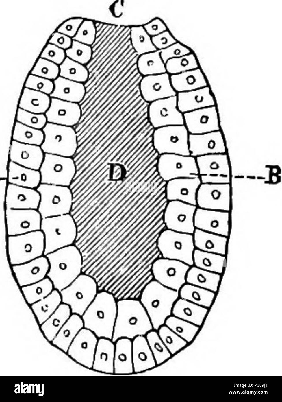 Dieses Bild zeigt Illustrationen aus einem Zoologiebuch, das die Embryologie von Tieren beschreibt und sich auf die Stadien der Gastrula und Morula konzentriert. Sie hebt die Entwicklung von Tieren hervor, wobei in Embryonen Schwanzstrukturen auftreten, die später mit der weiteren Entwicklung des Organismus verschwinden. Das Bild spiegelt die Stadien der Embryonalentwicklung bei Wirbeltieren wie Vögeln und Fröschen wider. Stockfoto