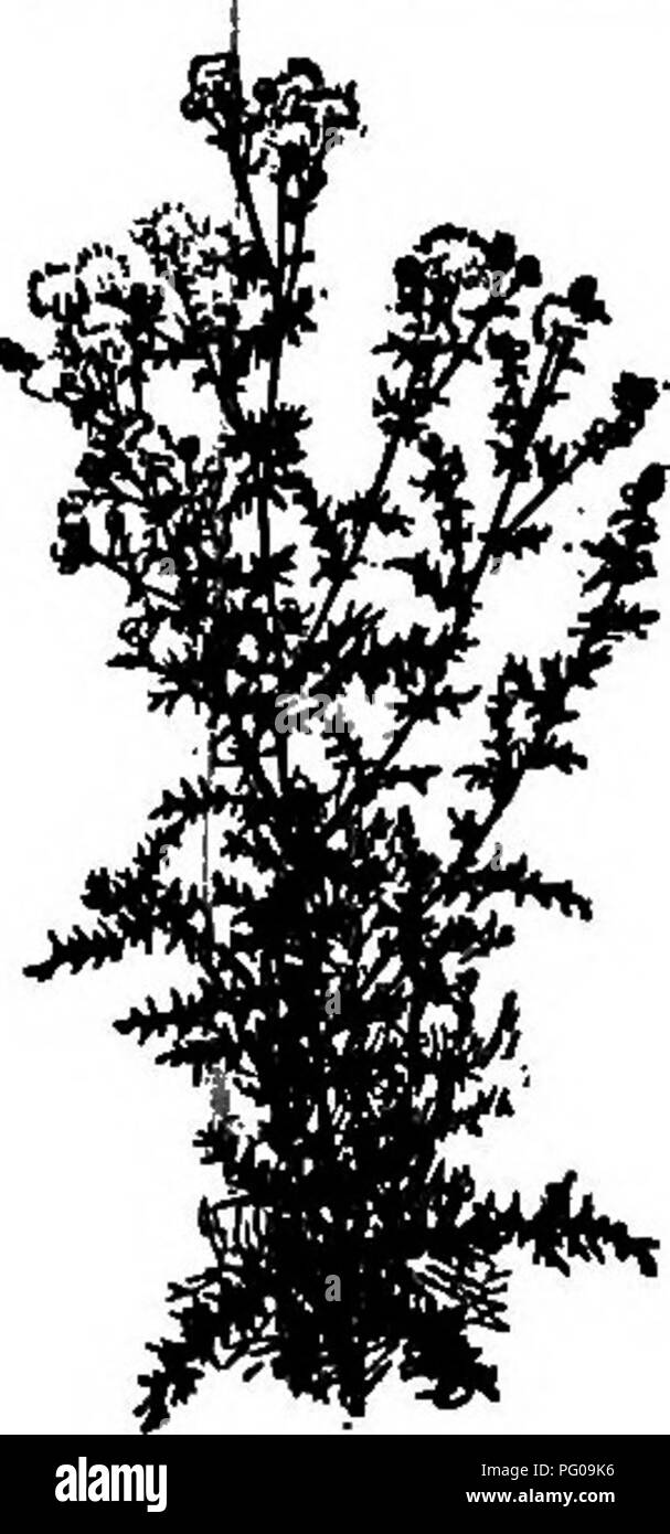 . Ausgewählte Western Flora: Manitoba, Saskatchewan, Alberta. Botanik; Botanik; Botanik. COMPOSITiB 139 Nial oder Biennale Kräuter mit alternativen priokly Blätter und die großen Köpfe der rötlich-violett oder selten weiße Blüten. 1. C., (unduiatum Nutl ^.) Spreng. Praihie Thistle. Biennale, weißlich-Woolly gänzlich; Stammzellen grünen, 1-3 m hoch; Blätter teilweise umklammern, pinnatifid, aber selten pinnately unterteilt, somietimes ziemlich stachelig; Äußere Deckblätter der Hülle Drüsen- und klebrig auf der Rückseite und kippte mit dem Verbreiten kribbelt; Blumen violett oder rötlich. Wiesen, Menschen - Alta 2. C., muticum Michx. Sumpf Thi Stockfoto